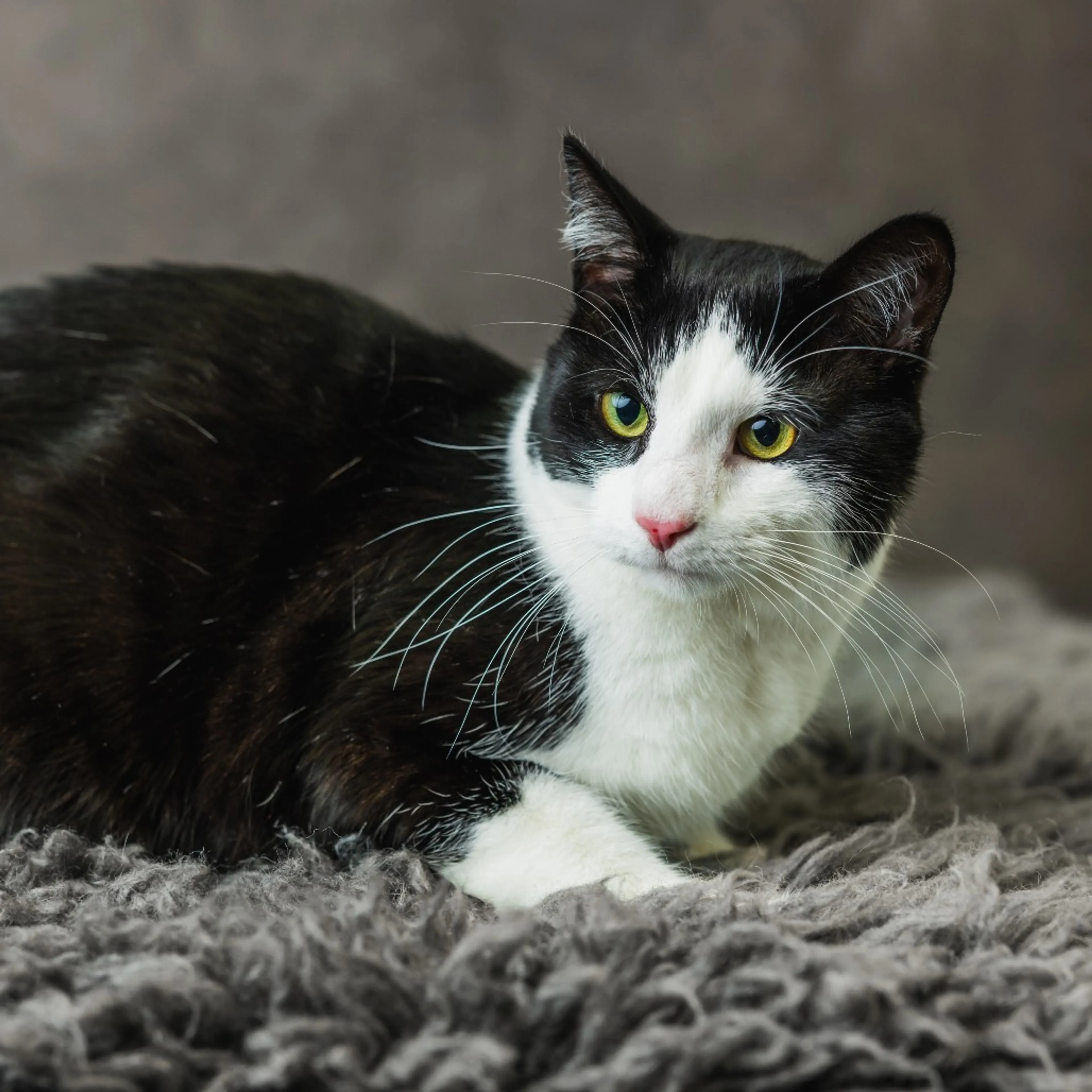 Found pet-2