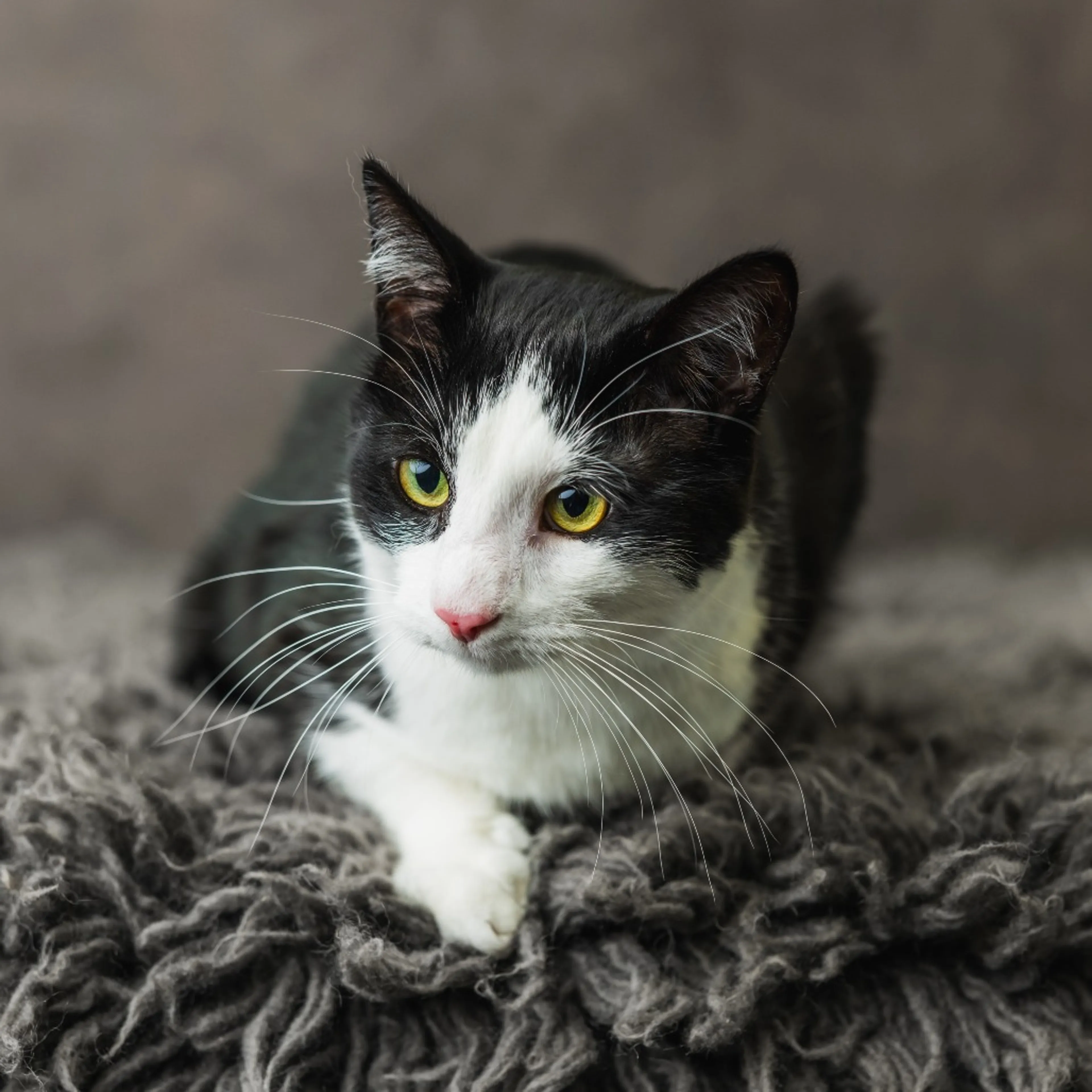 Found pet-1