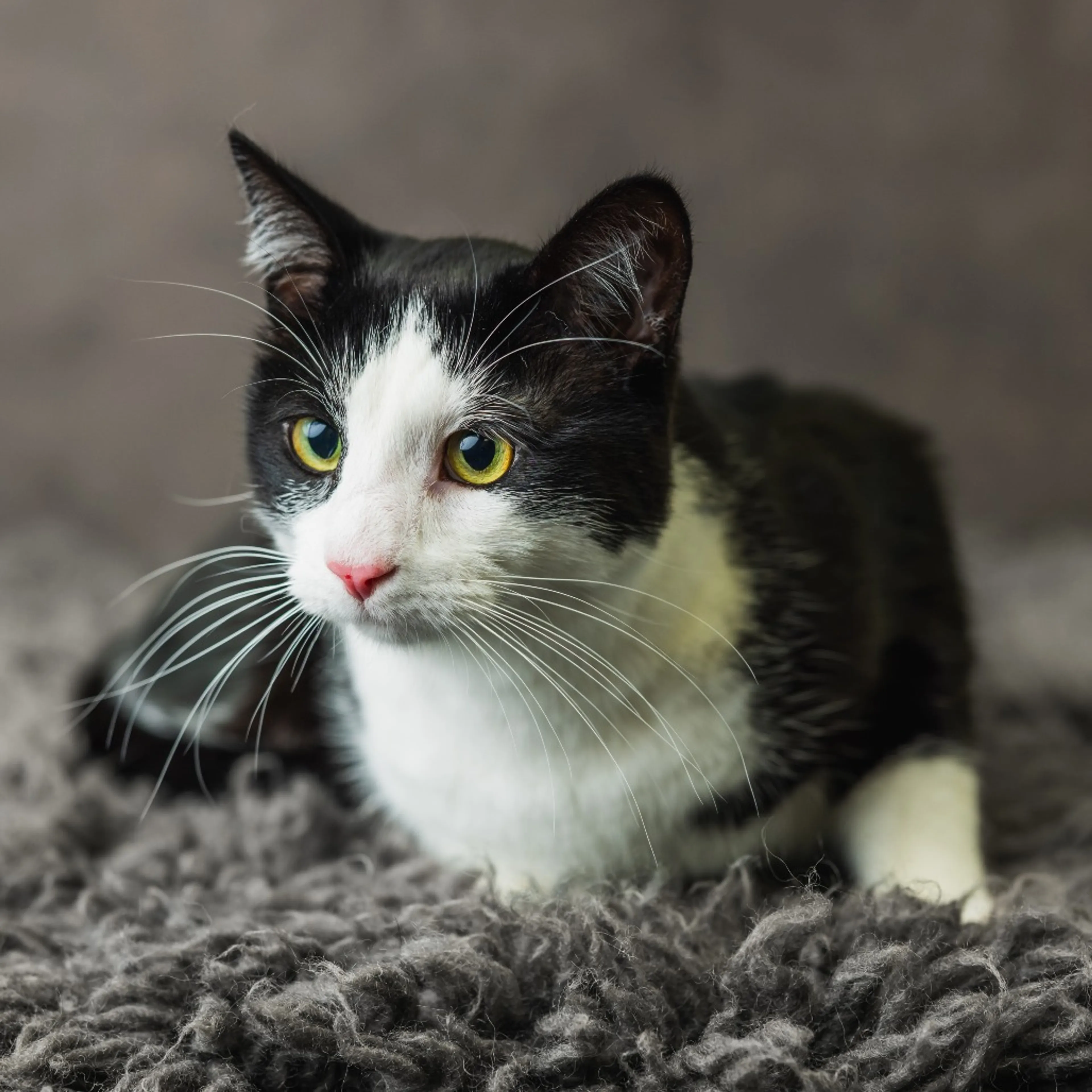 Found pet-3