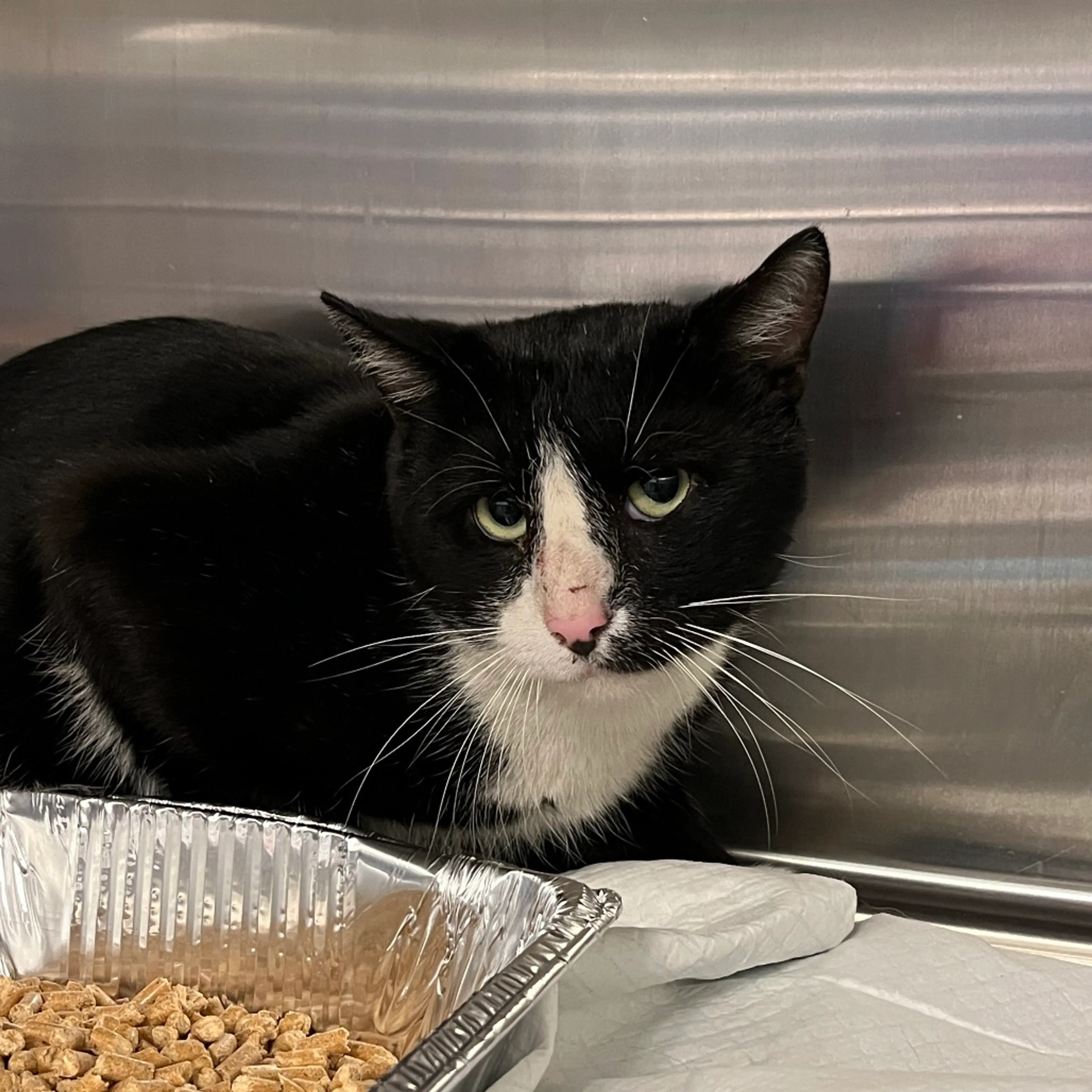 Found pet-2