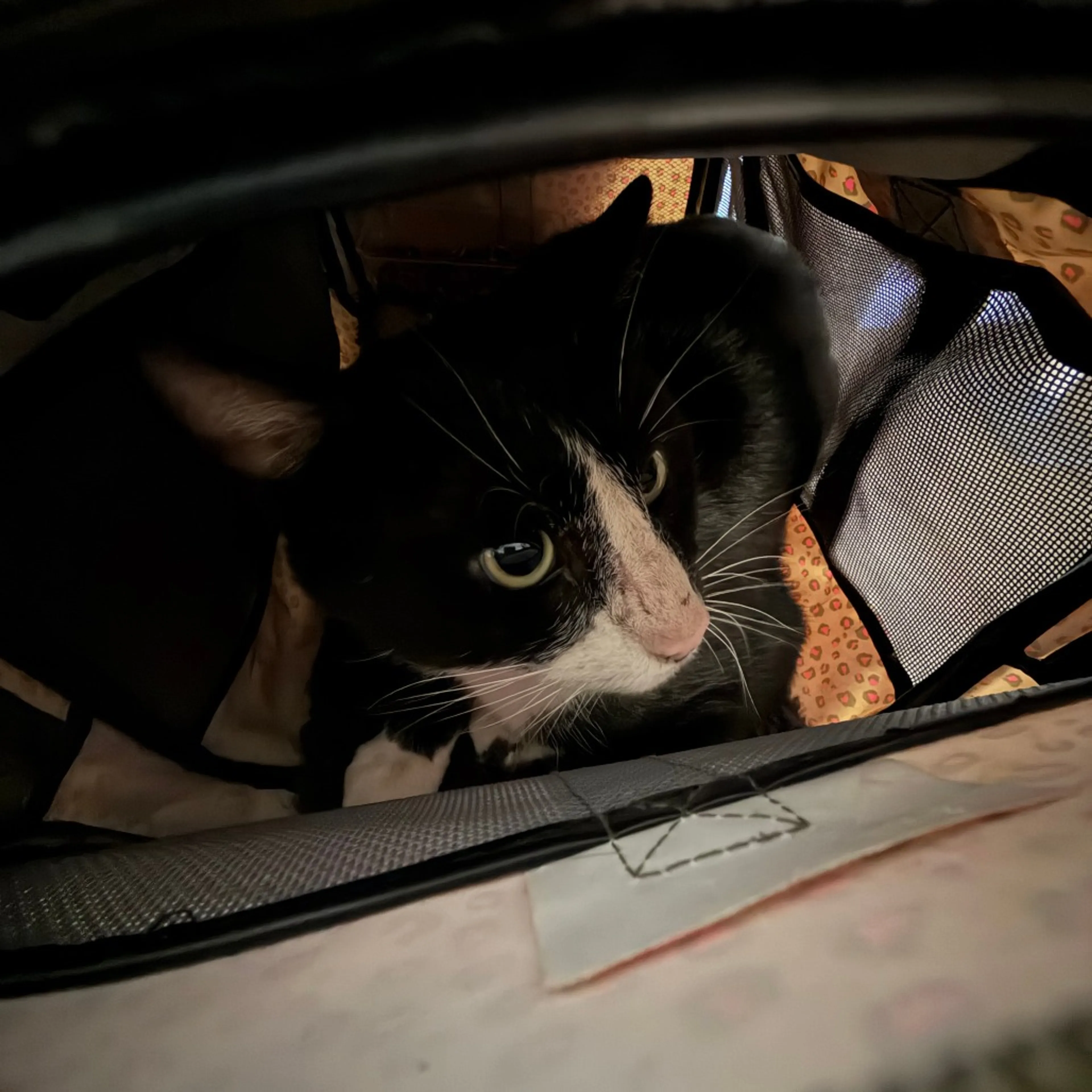 Found pet-1