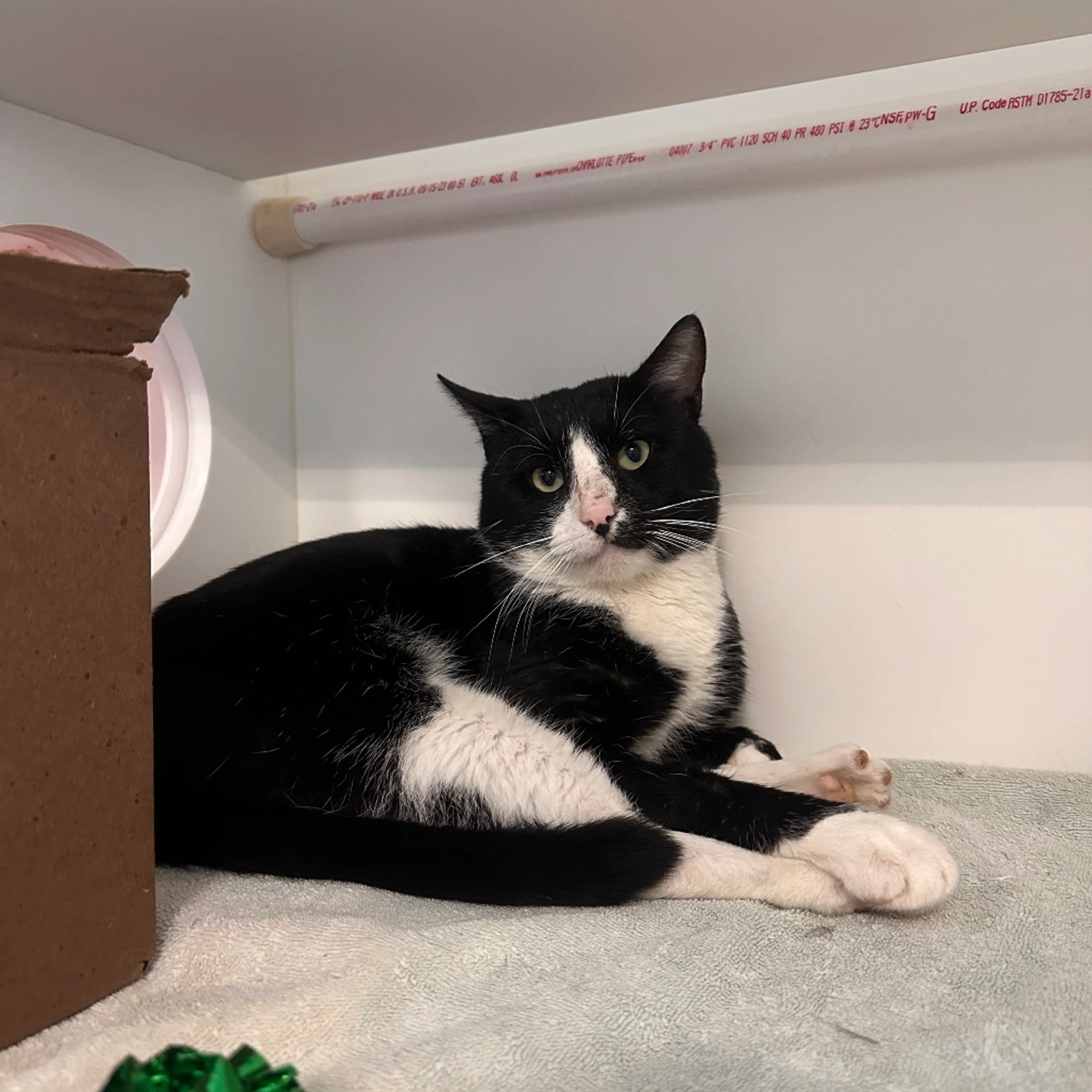 Found pet-3