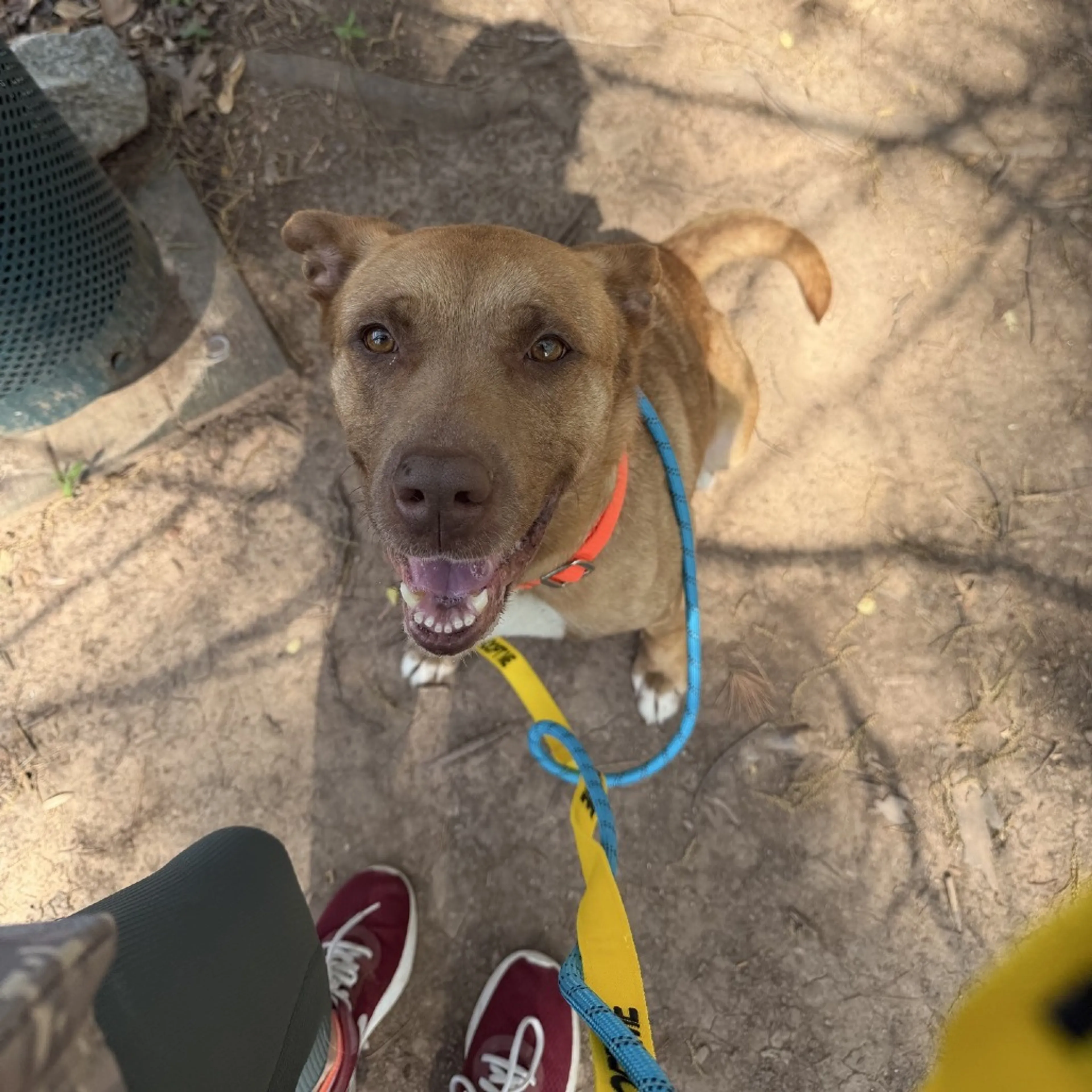Found pet-9