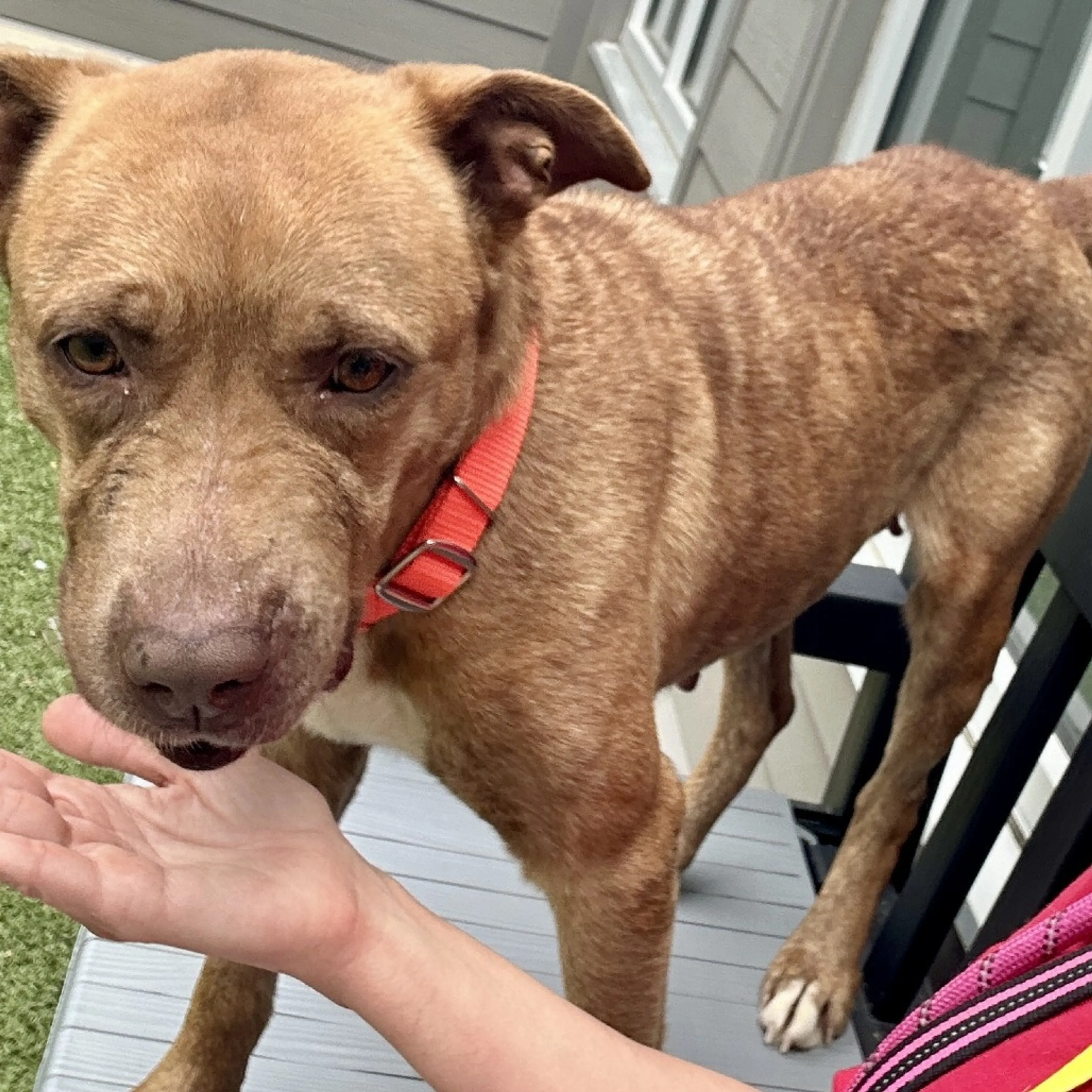 Found pet-4