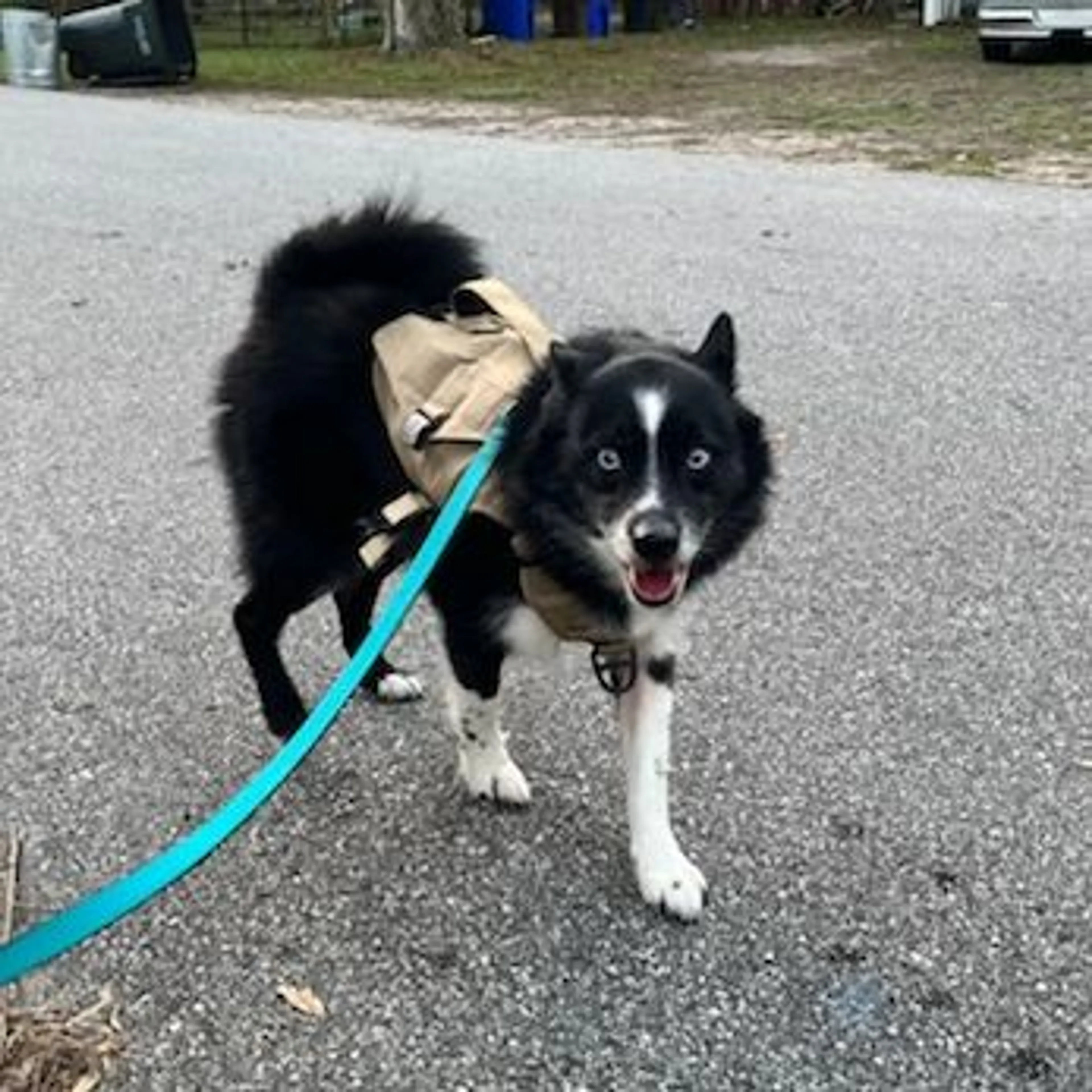 Lost pet-0