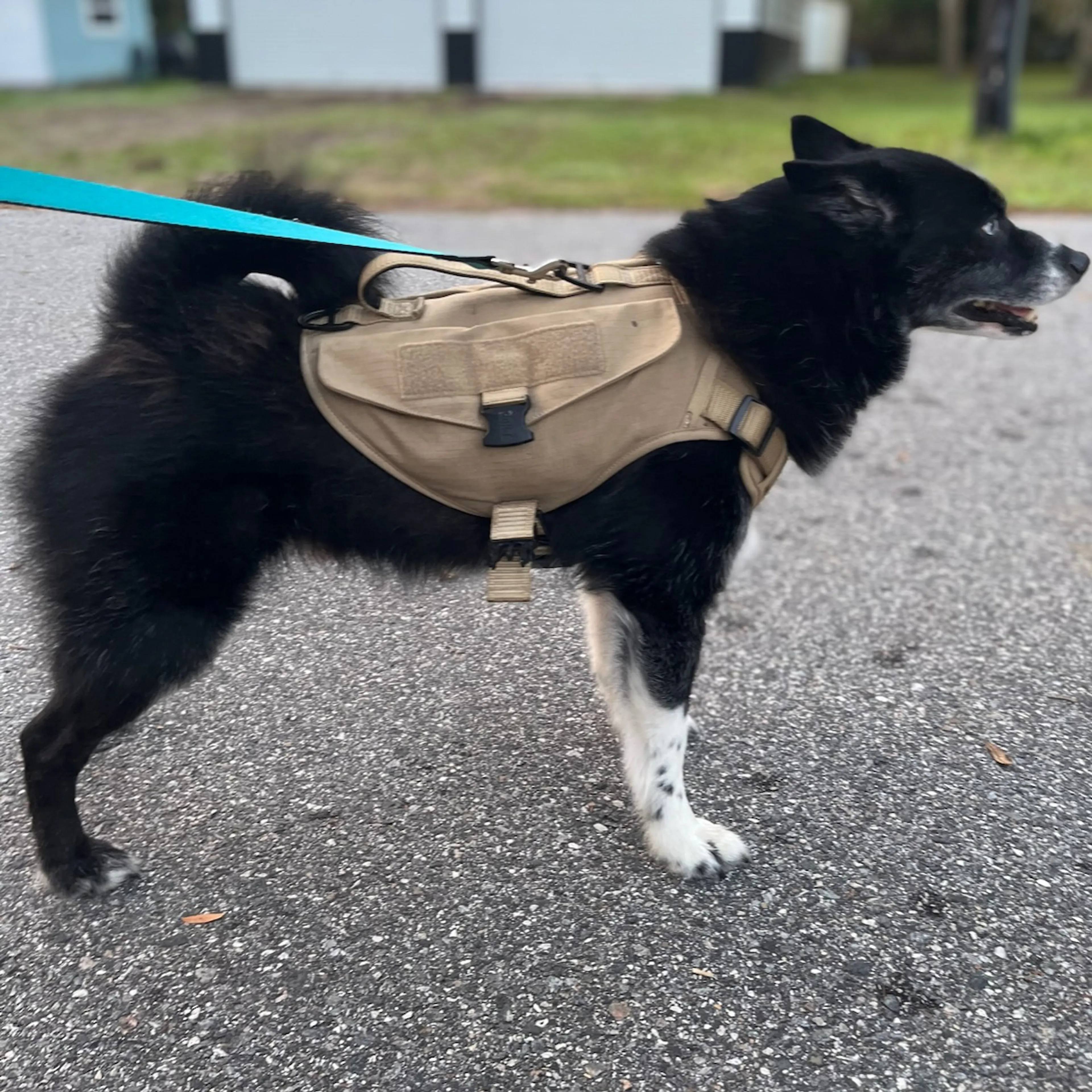 Lost pet-1