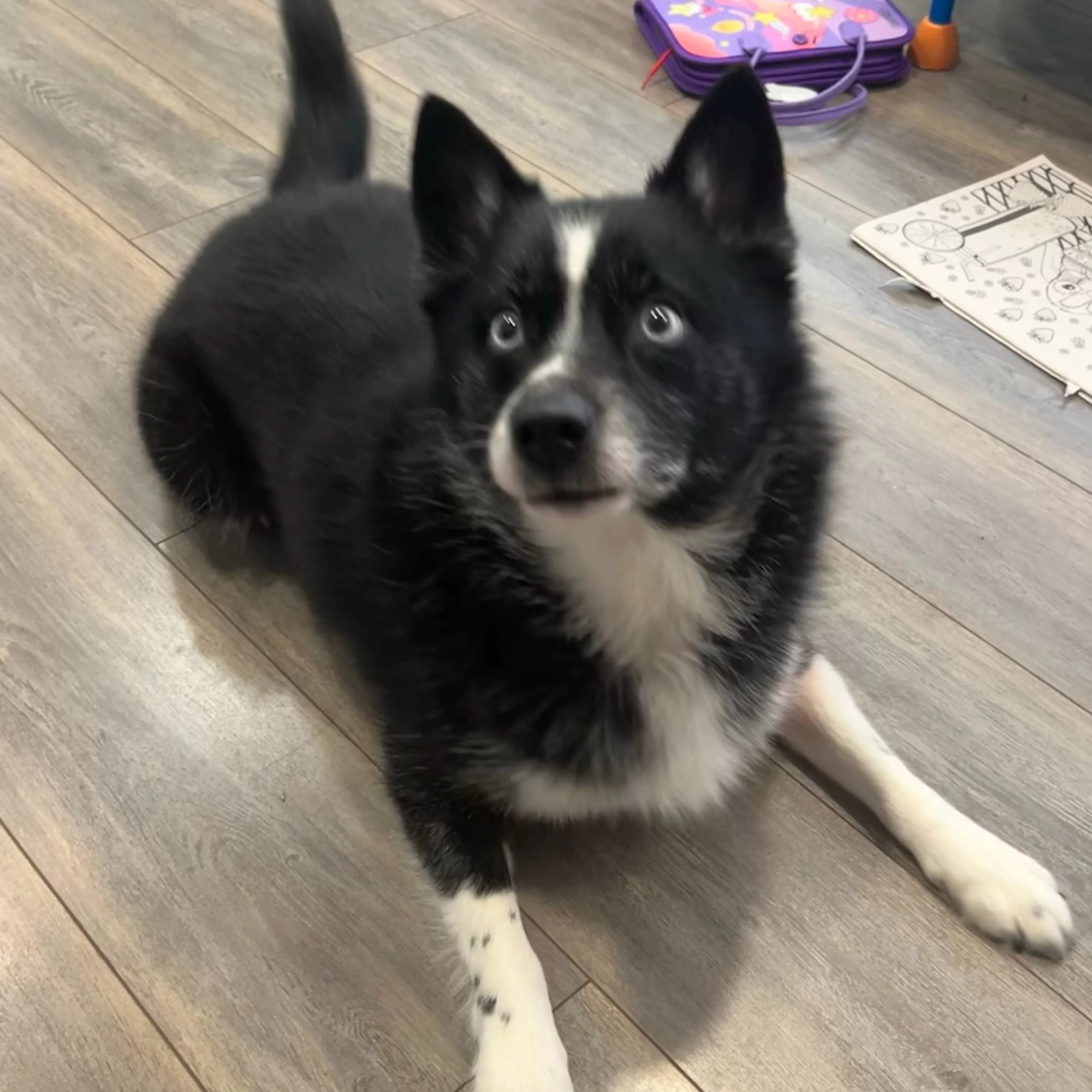 Lost pet-2