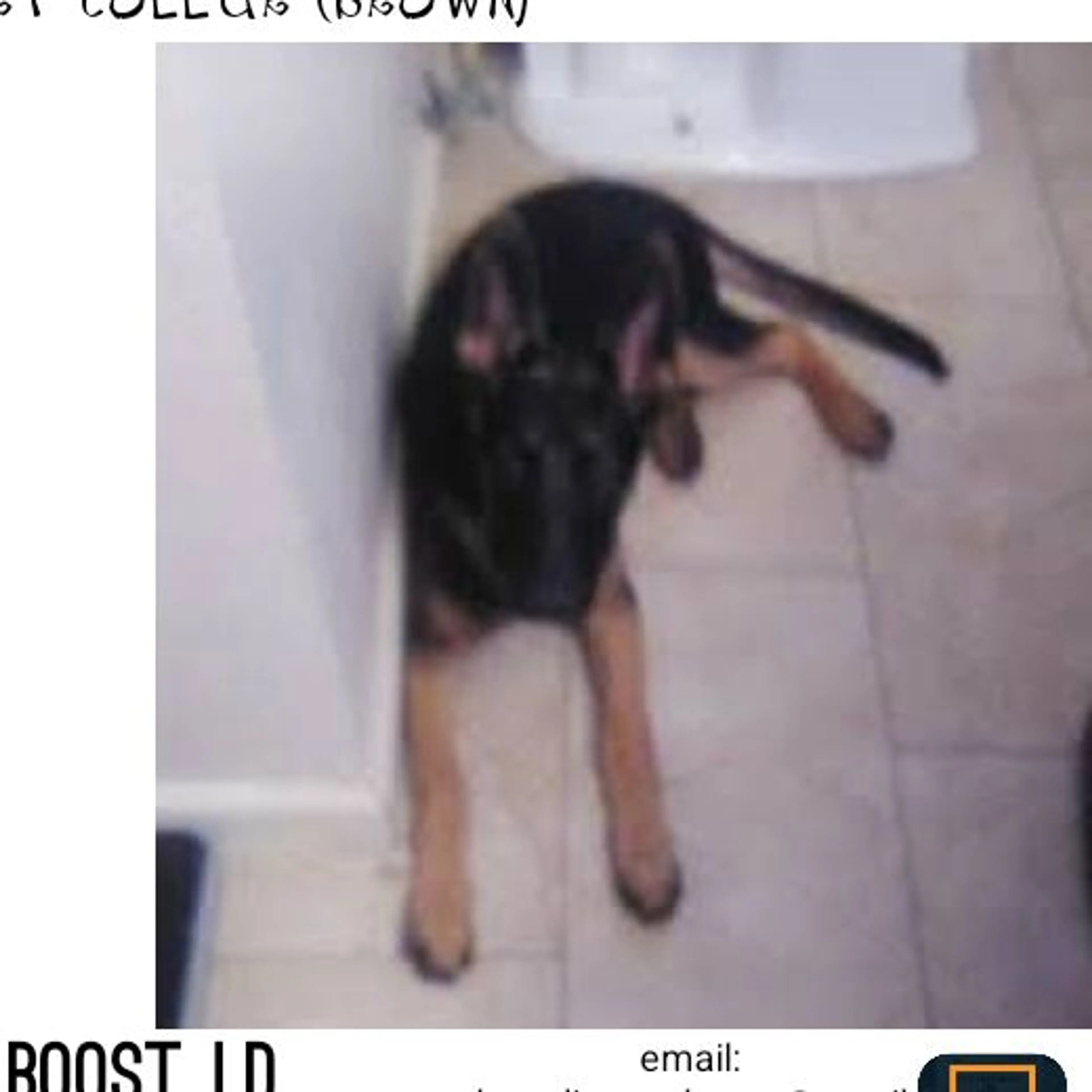 Lost pet