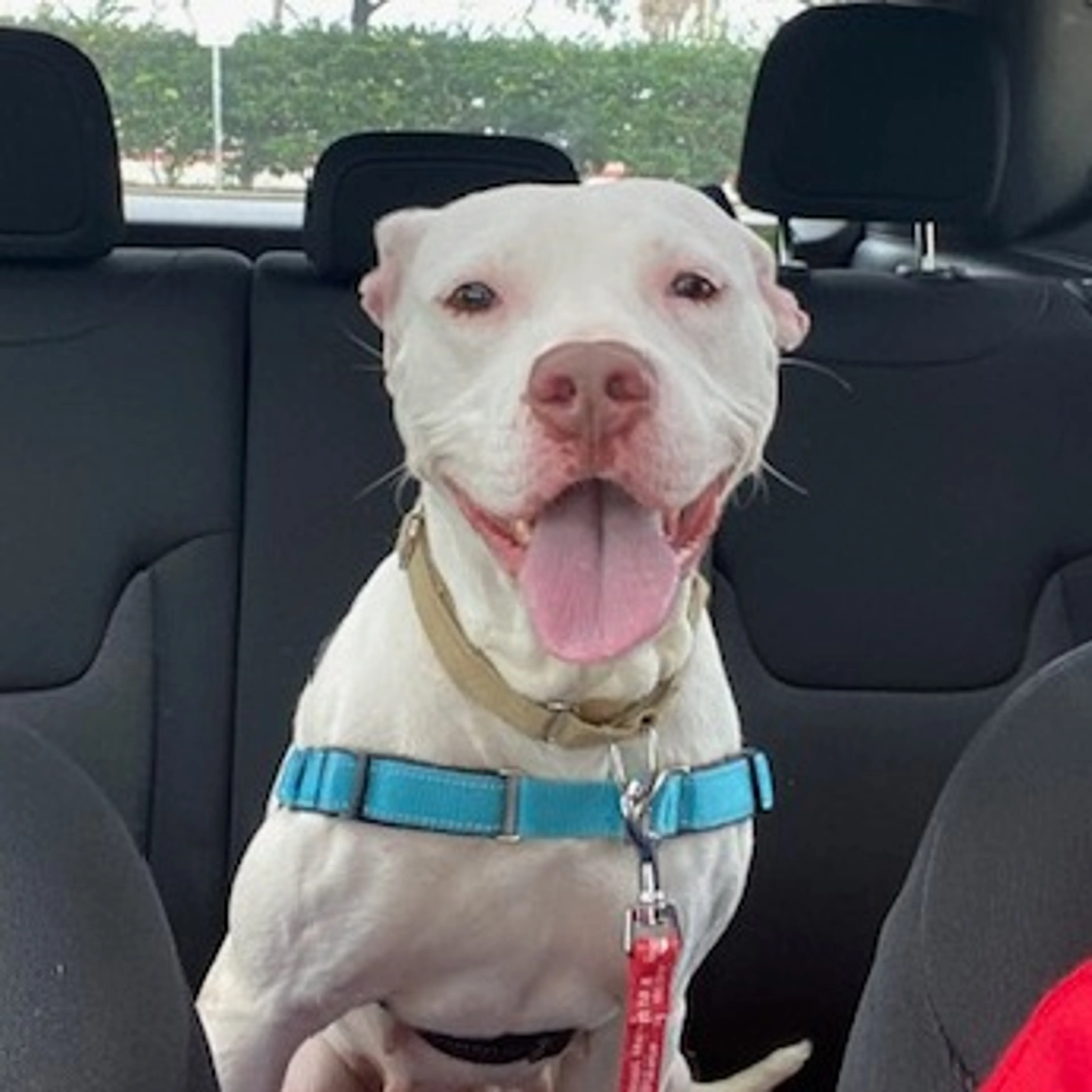 Found pet-2