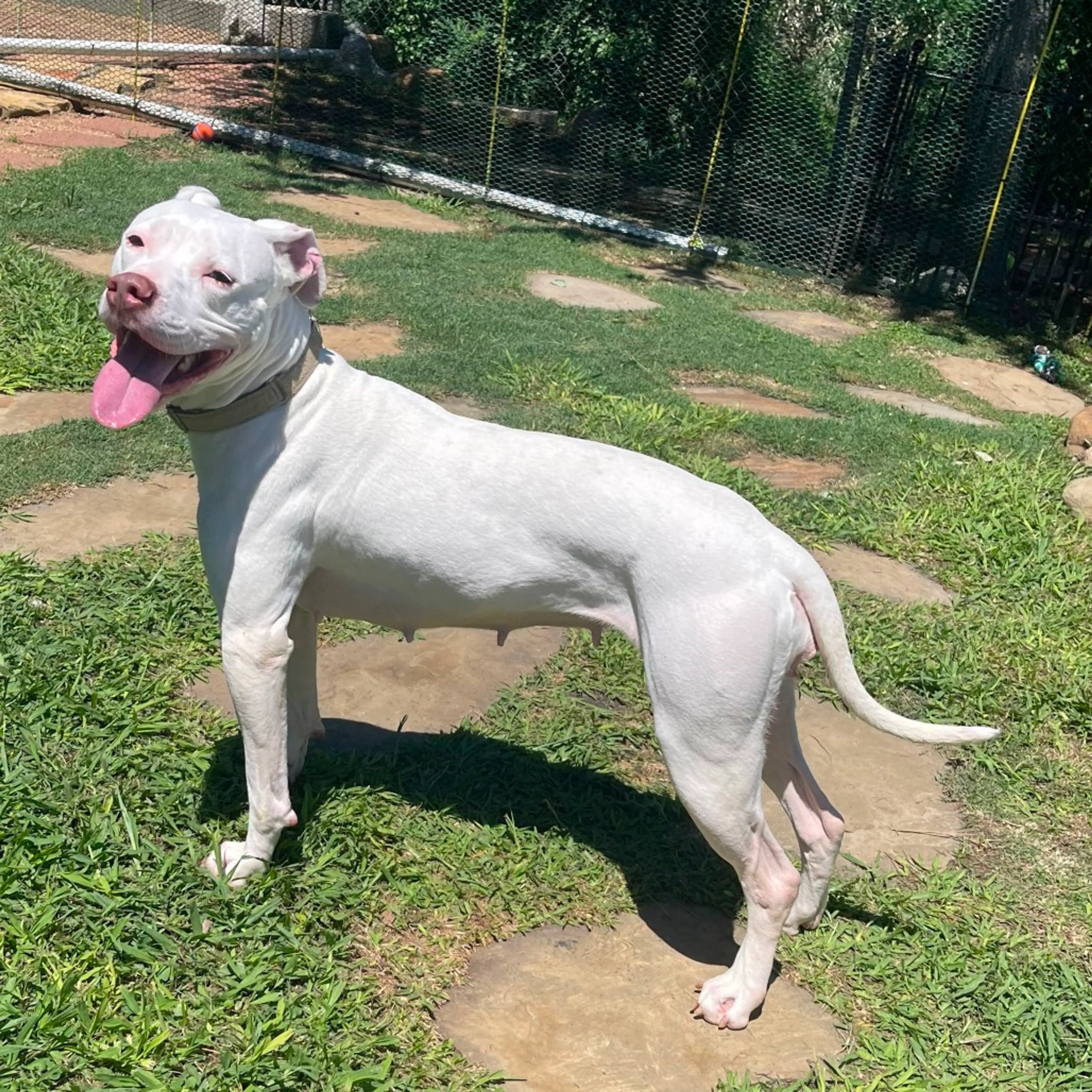 Found pet-9