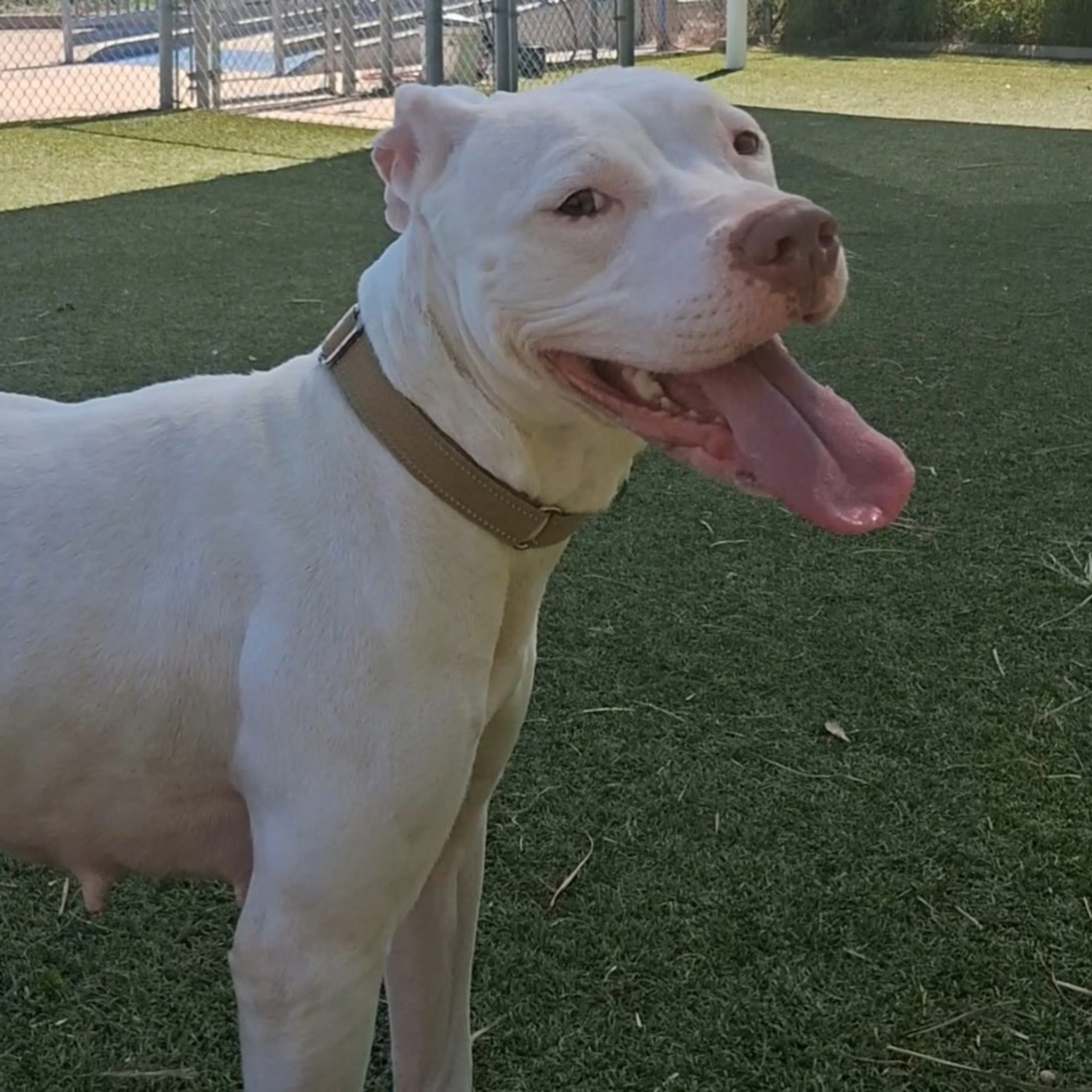 Found pet-4
