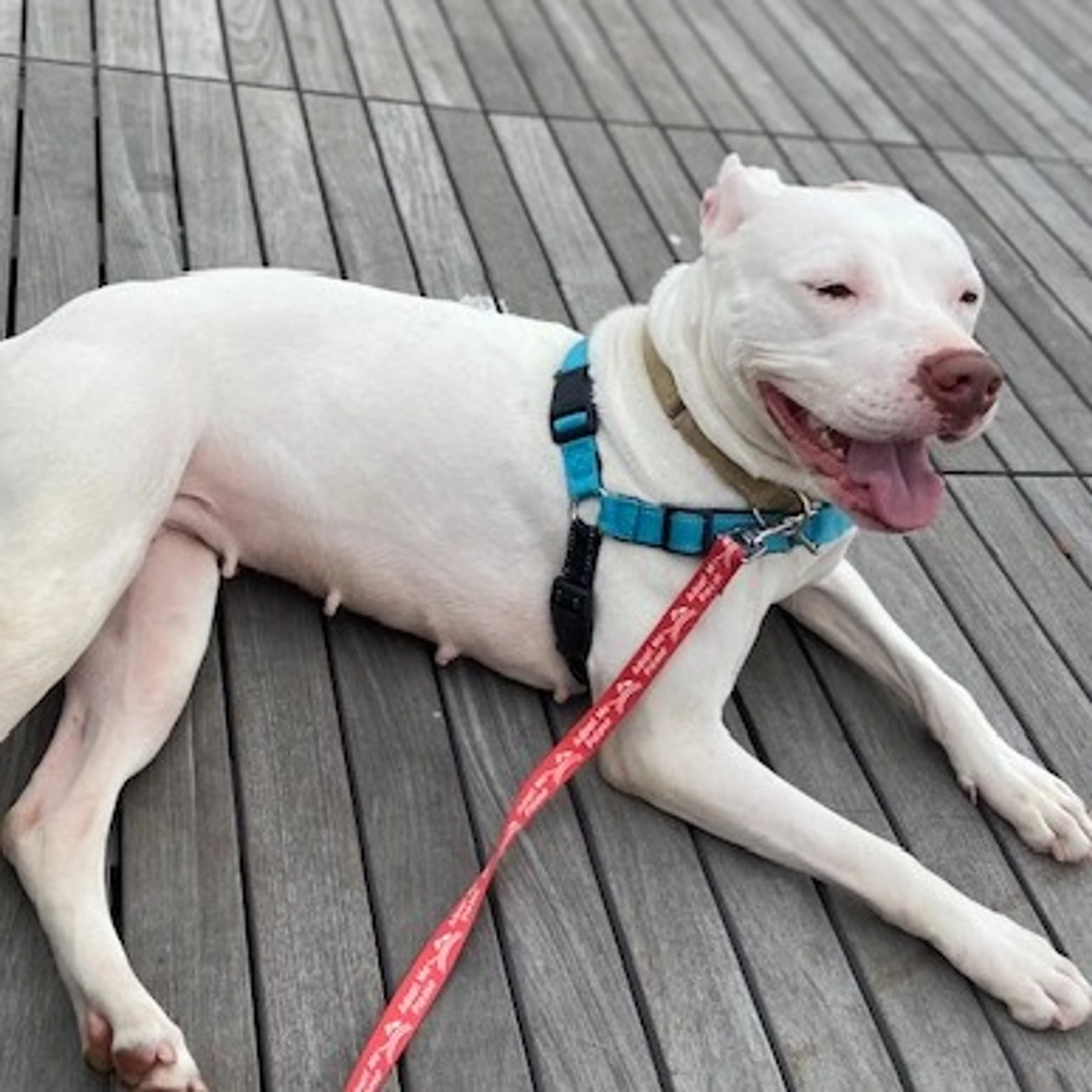 Found pet-11