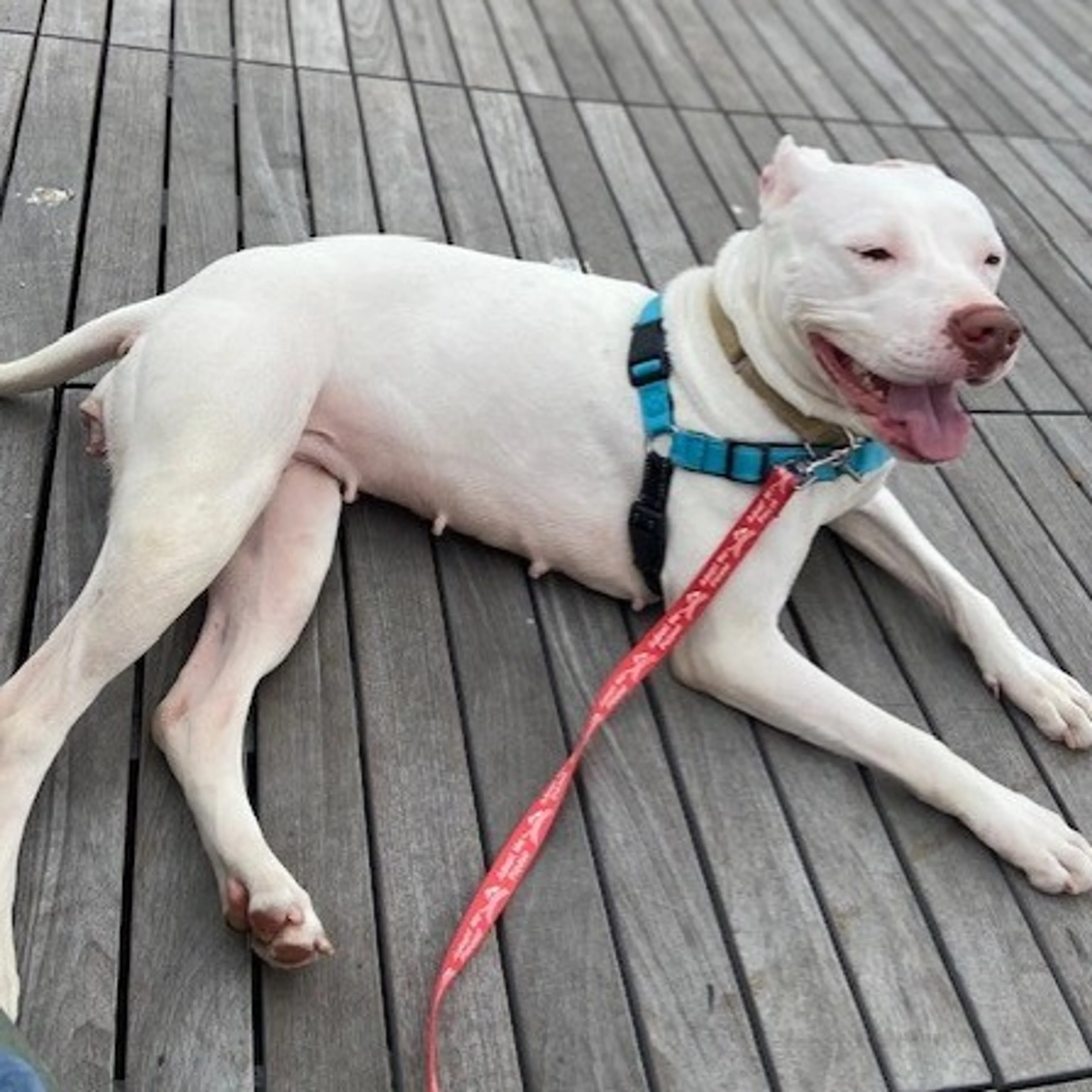 Found pet-3