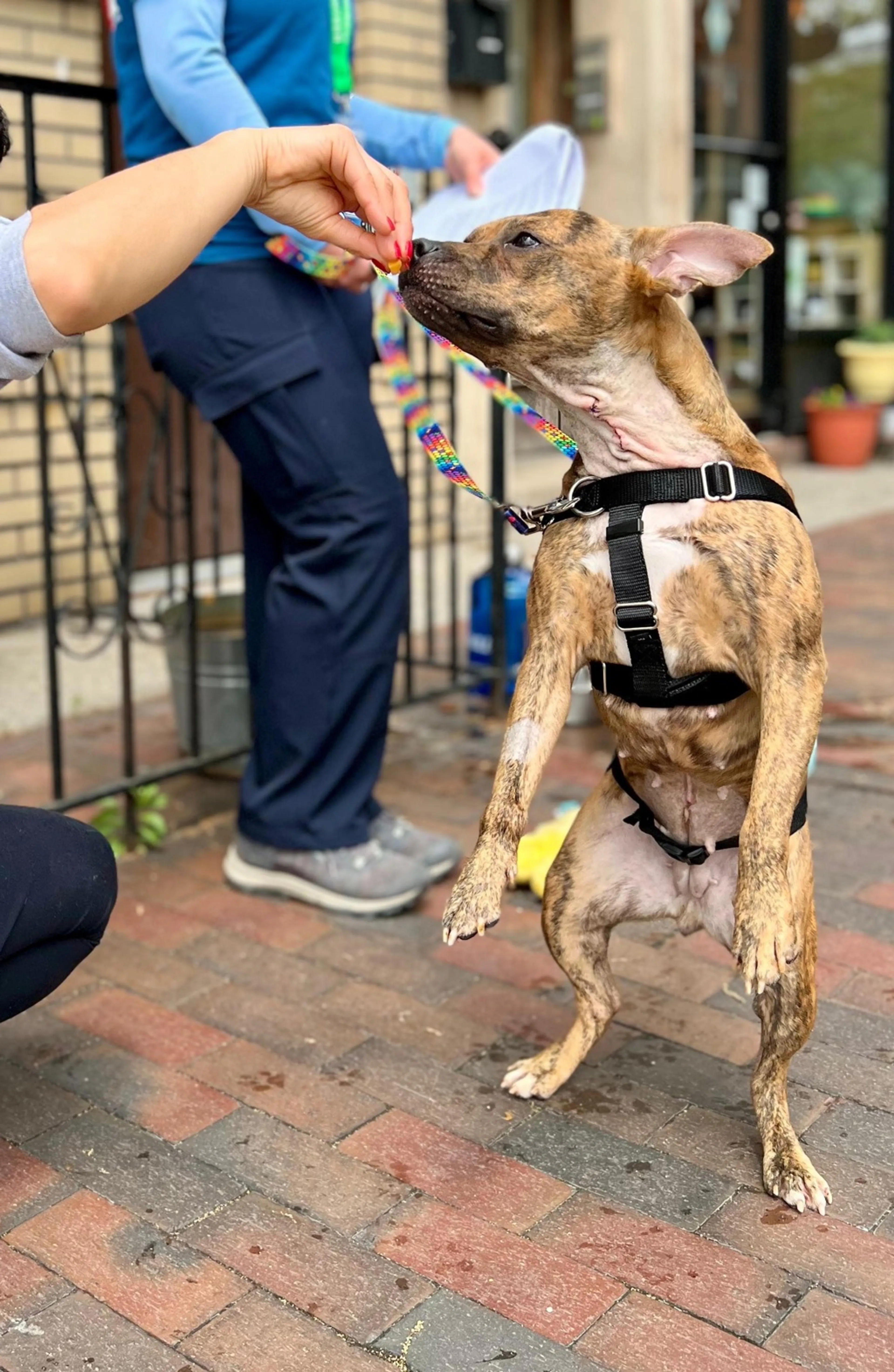 Found pet-1