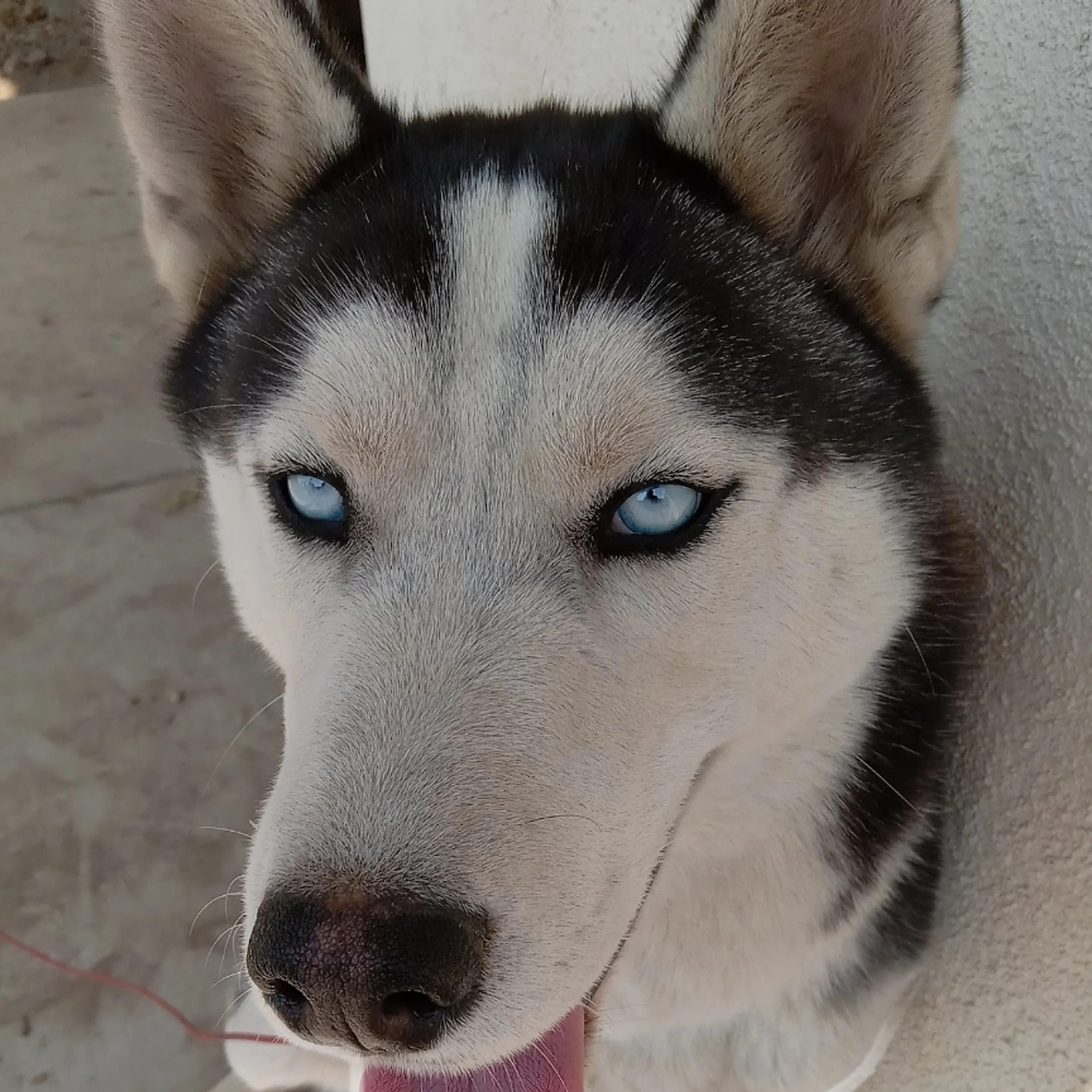 Lost pet-1
