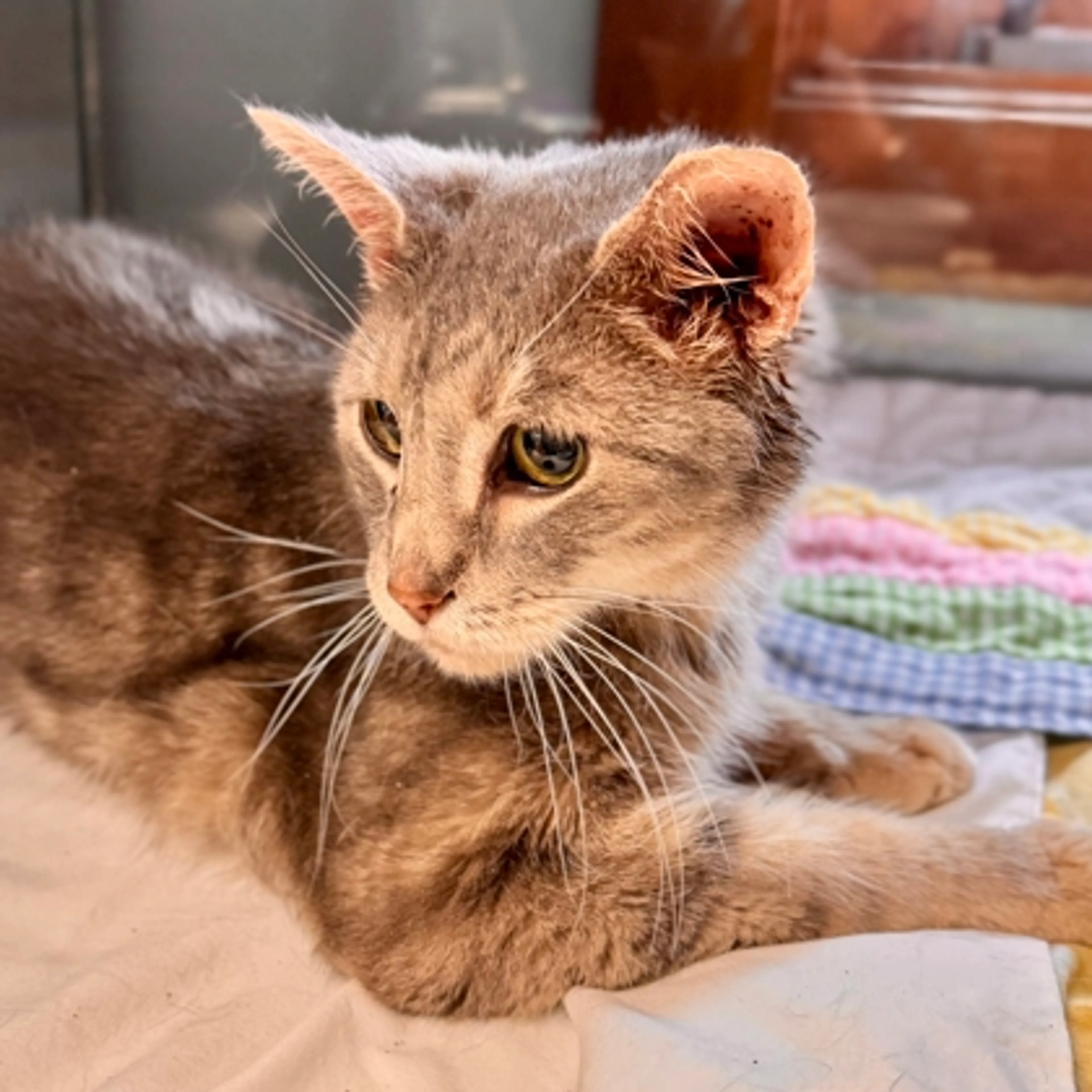 Found pet-2