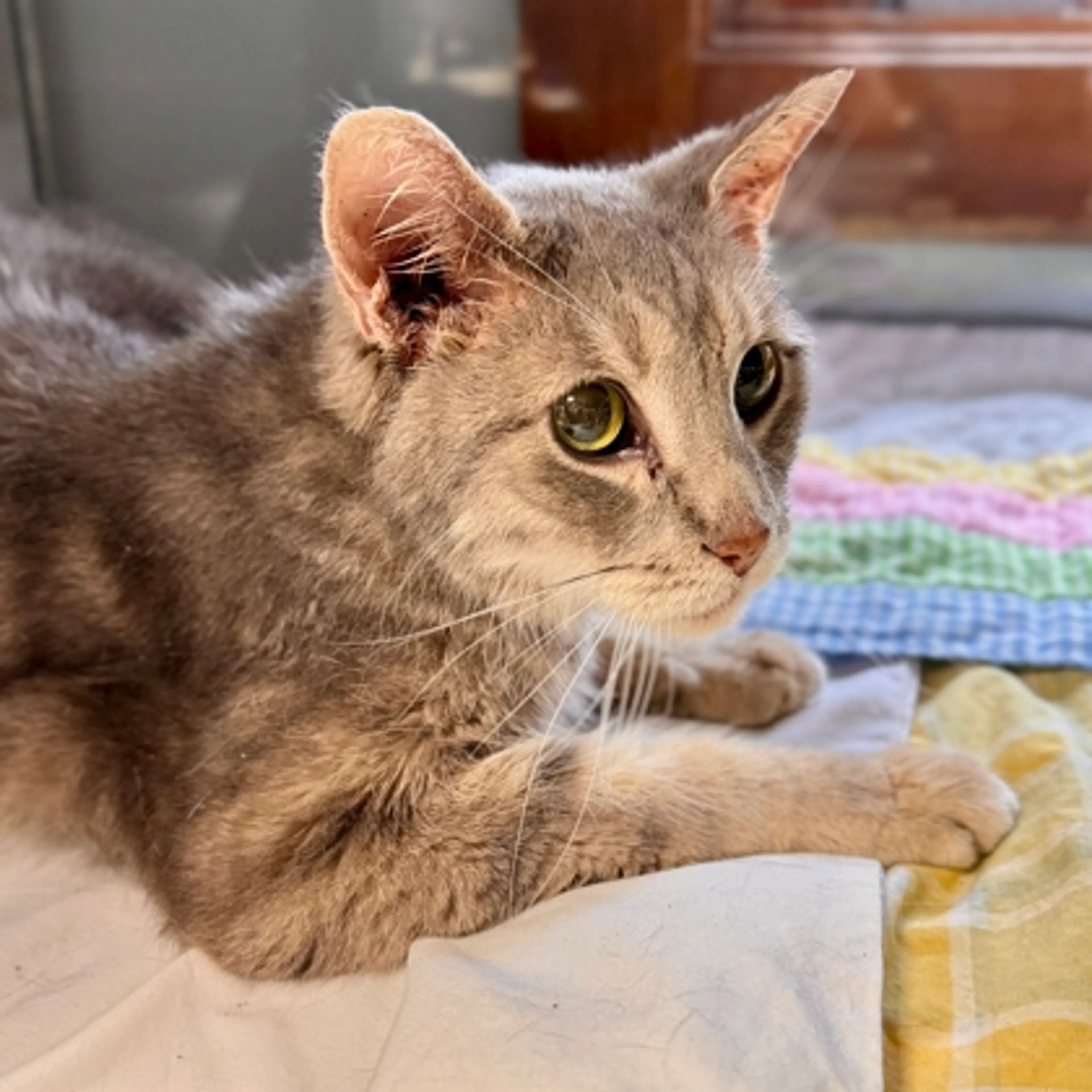 Found pet-1