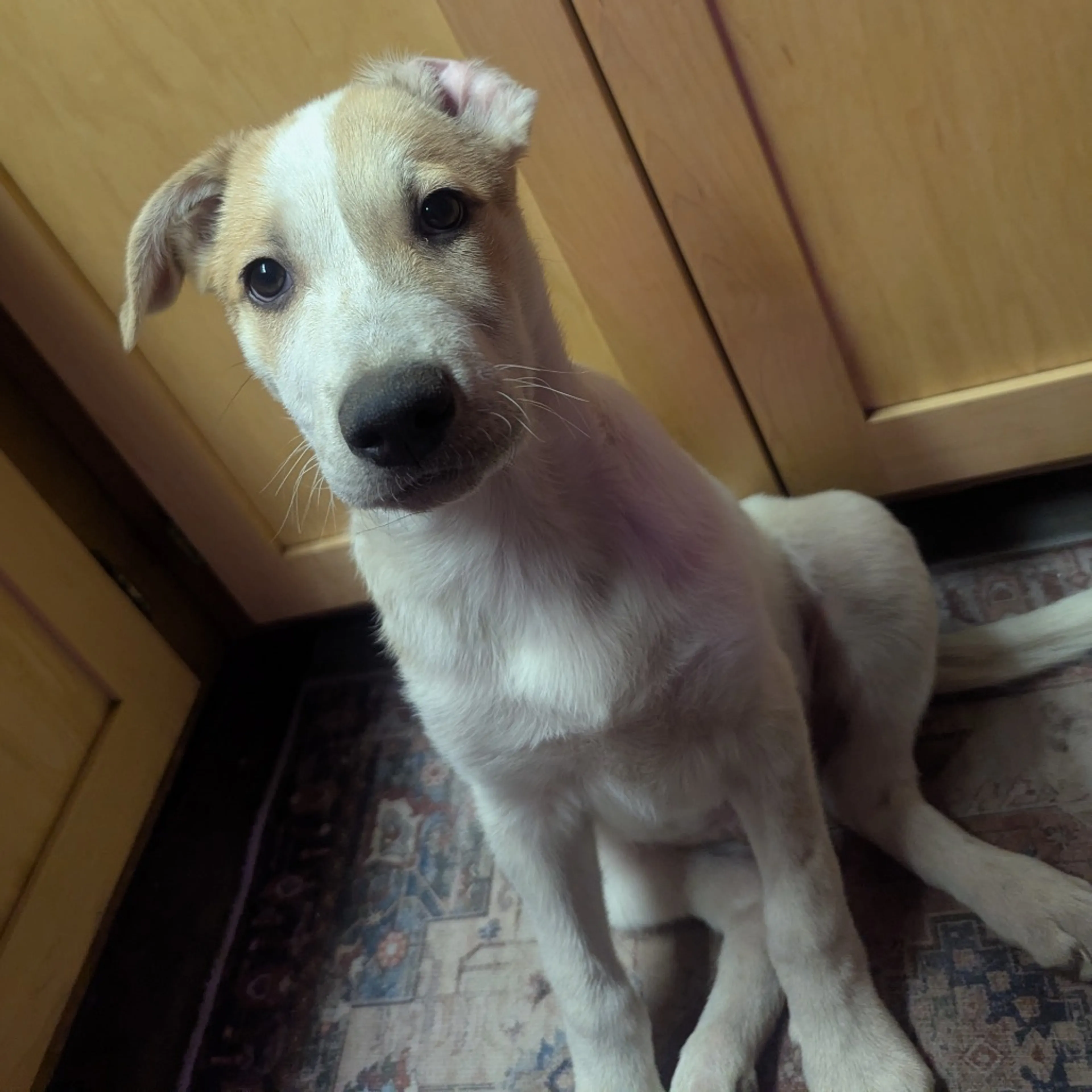 Found pet-1