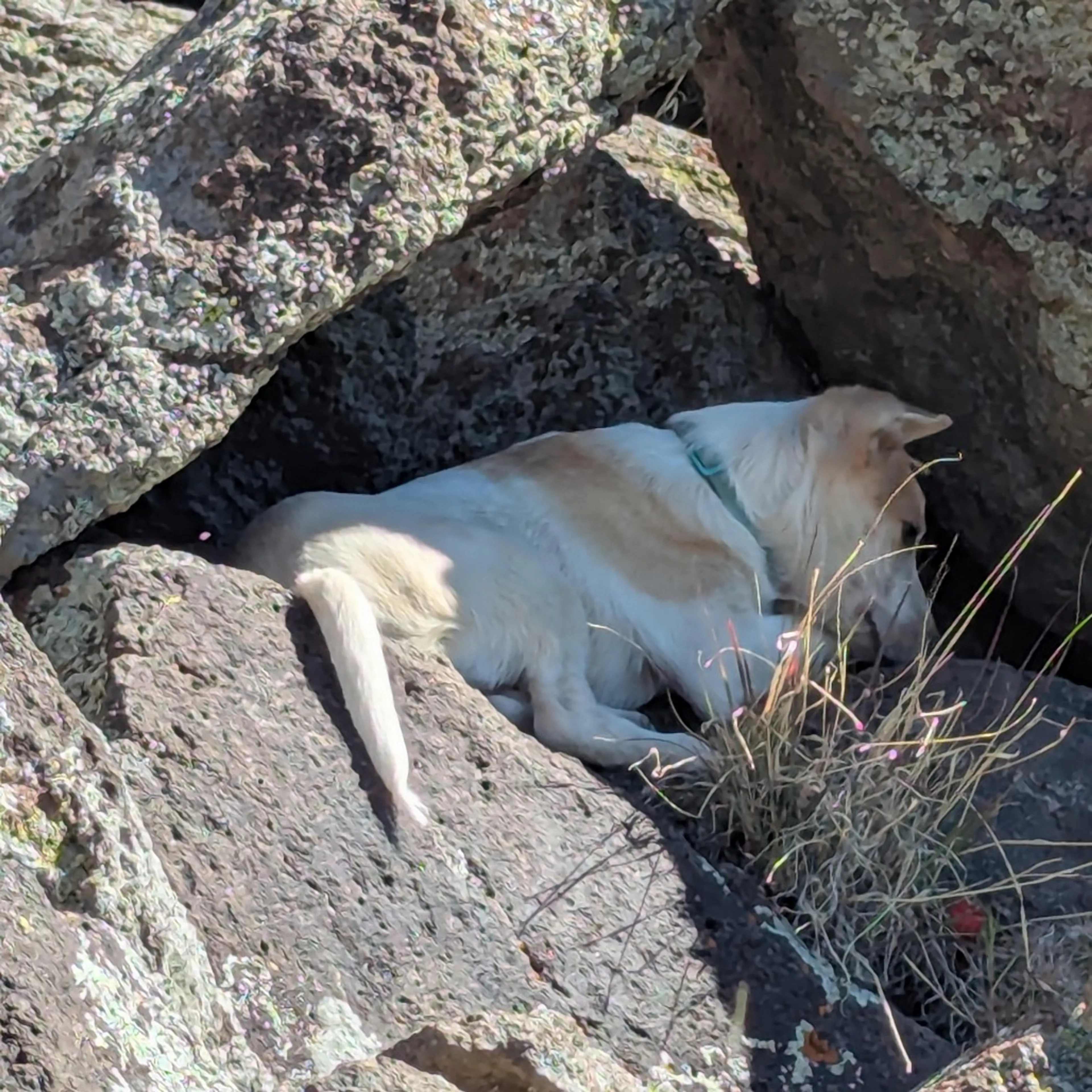 Found pet-2