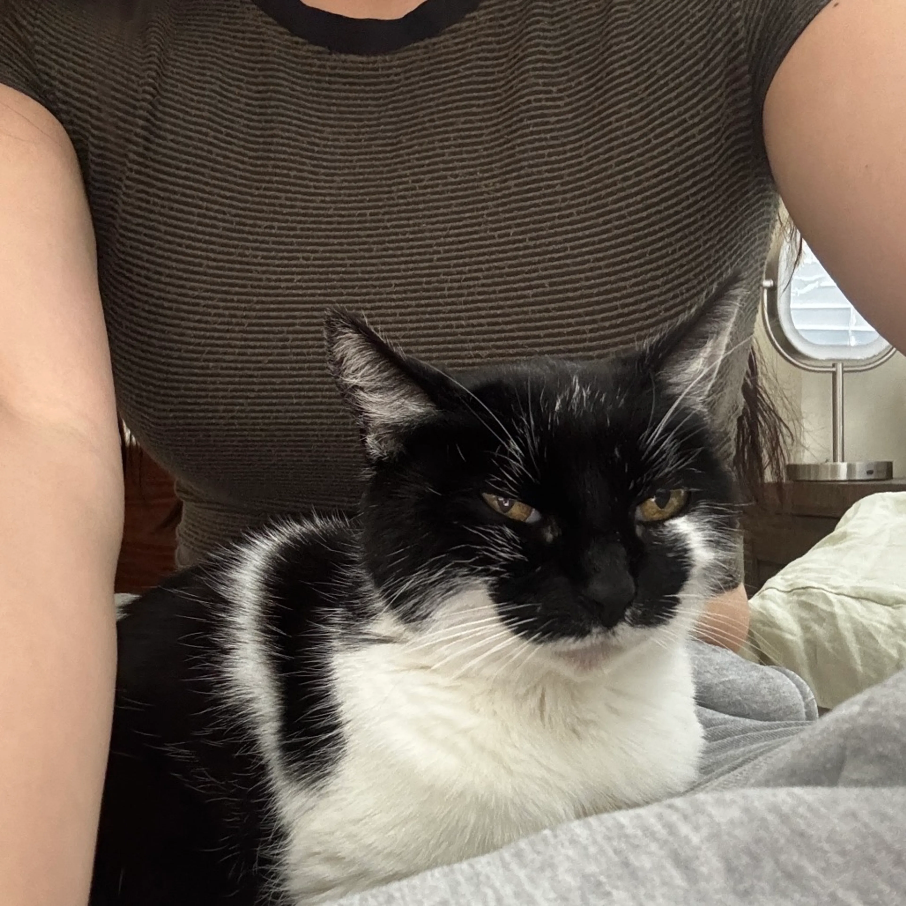 Found pet-13