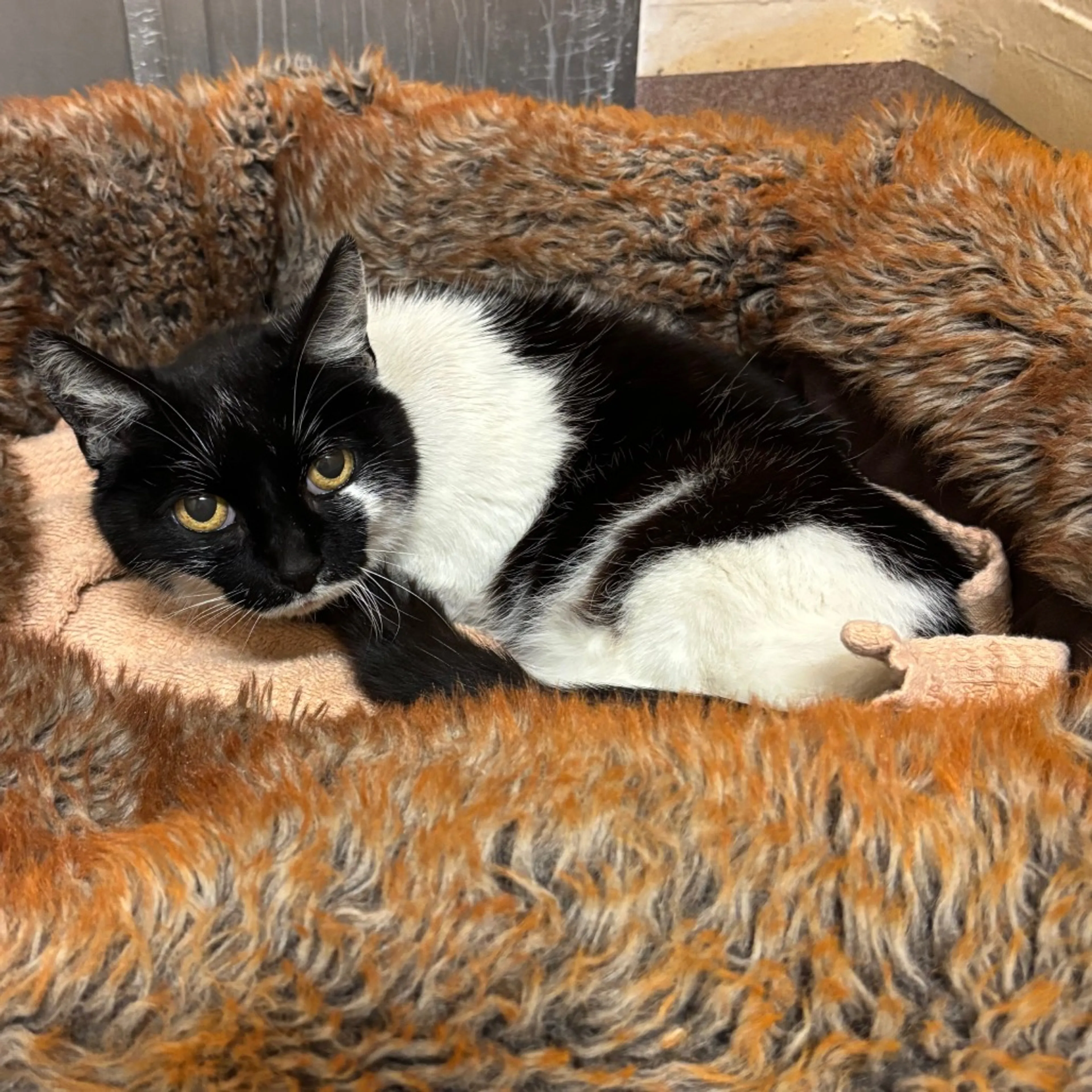 Found pet-6