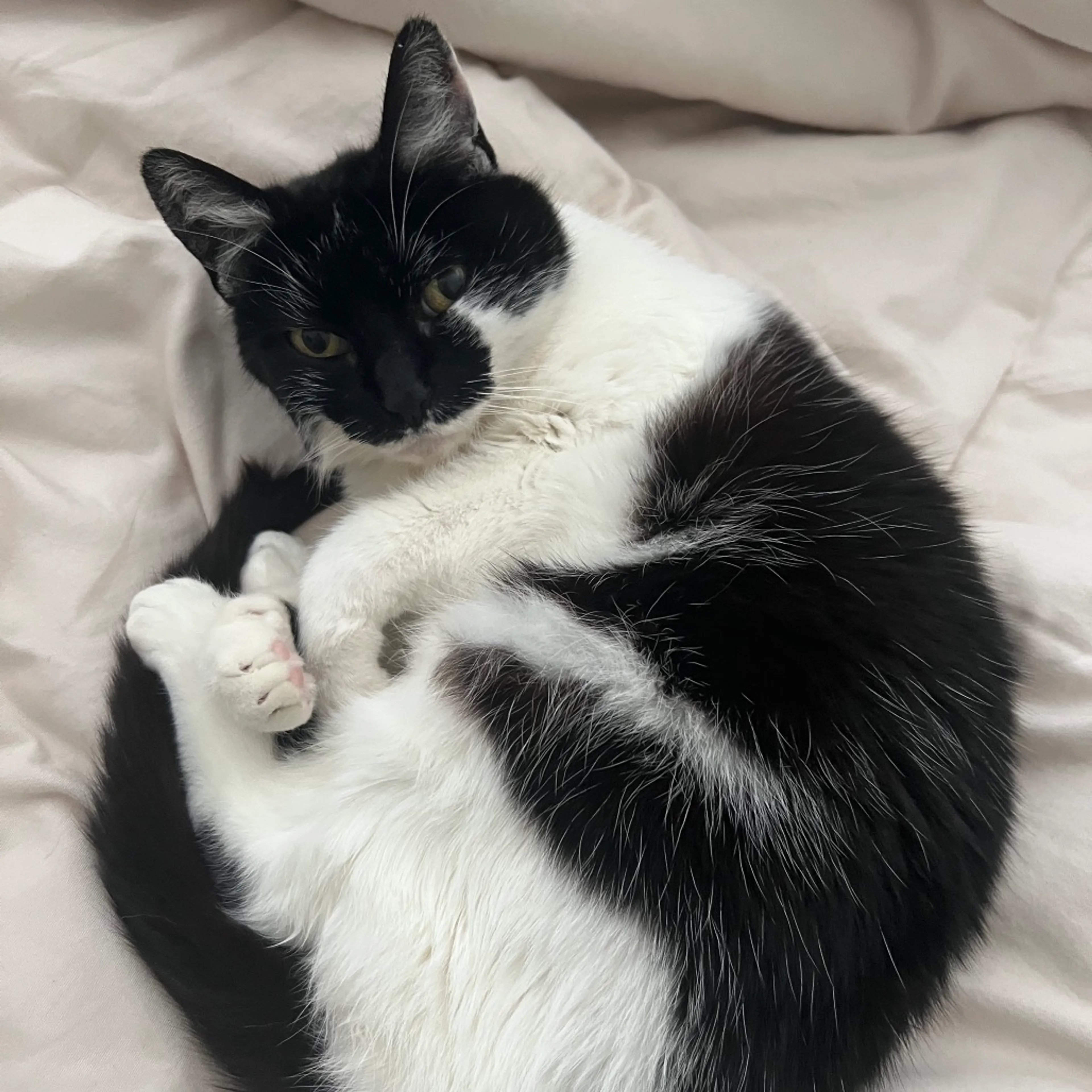Found pet-0