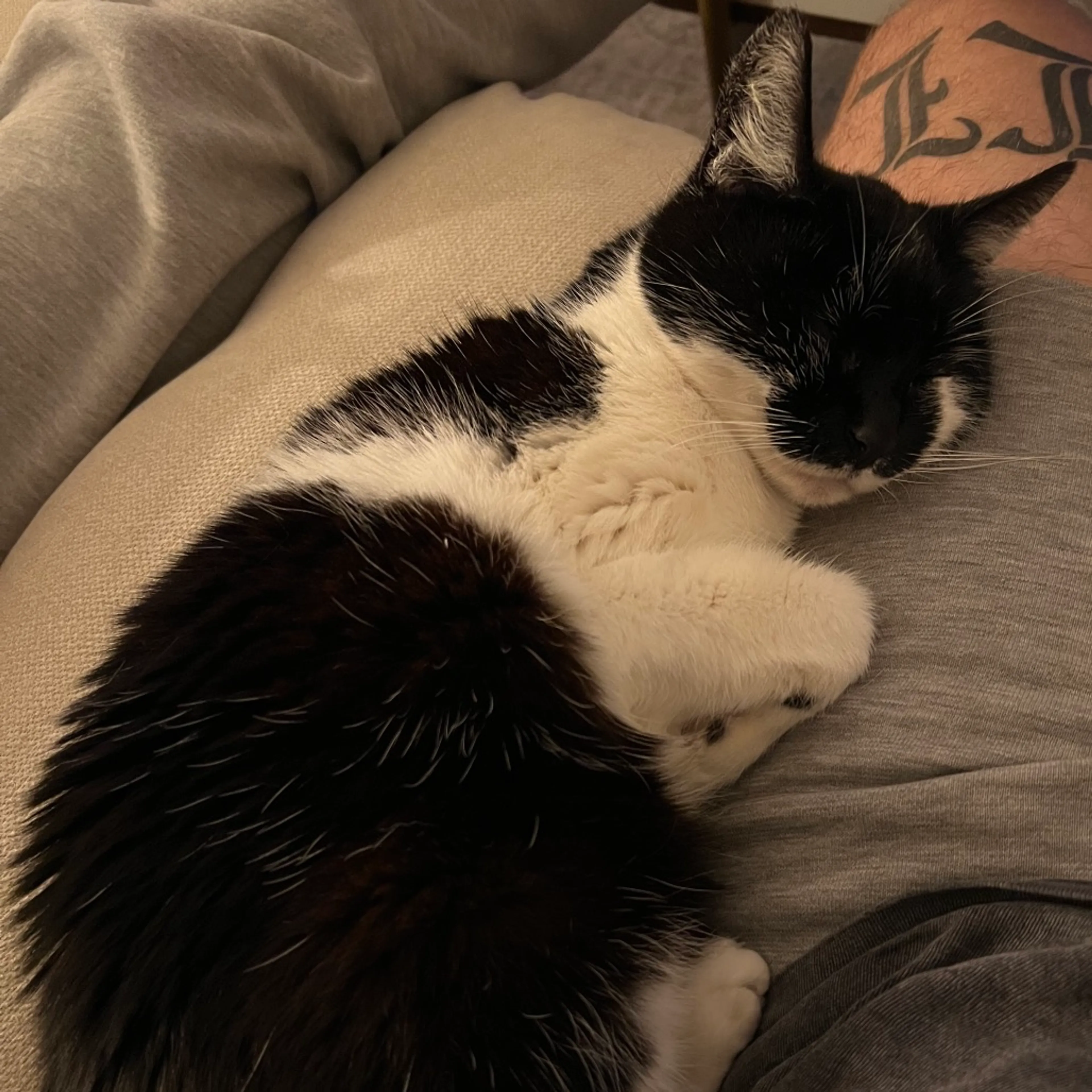 Found pet-12
