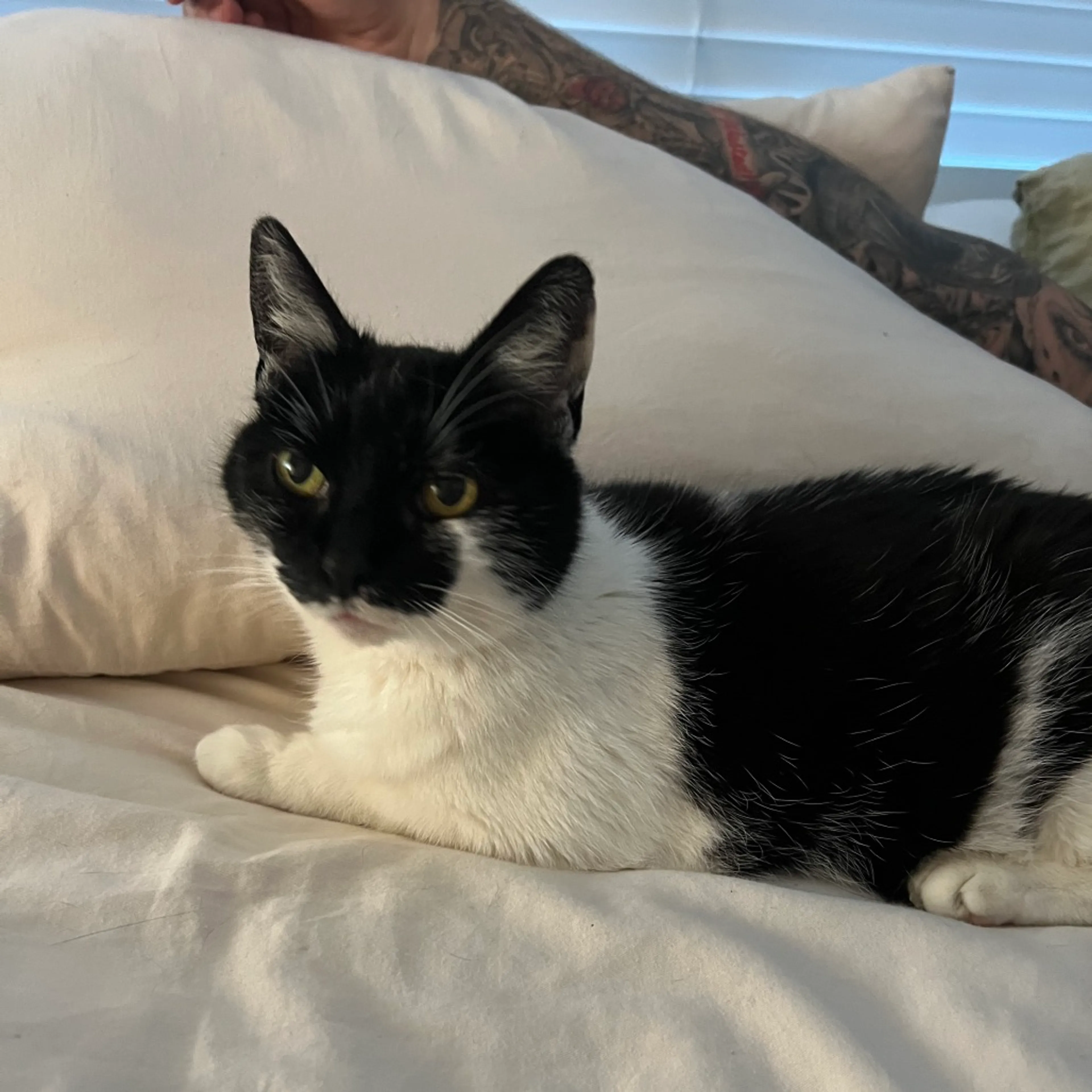 Found pet-11