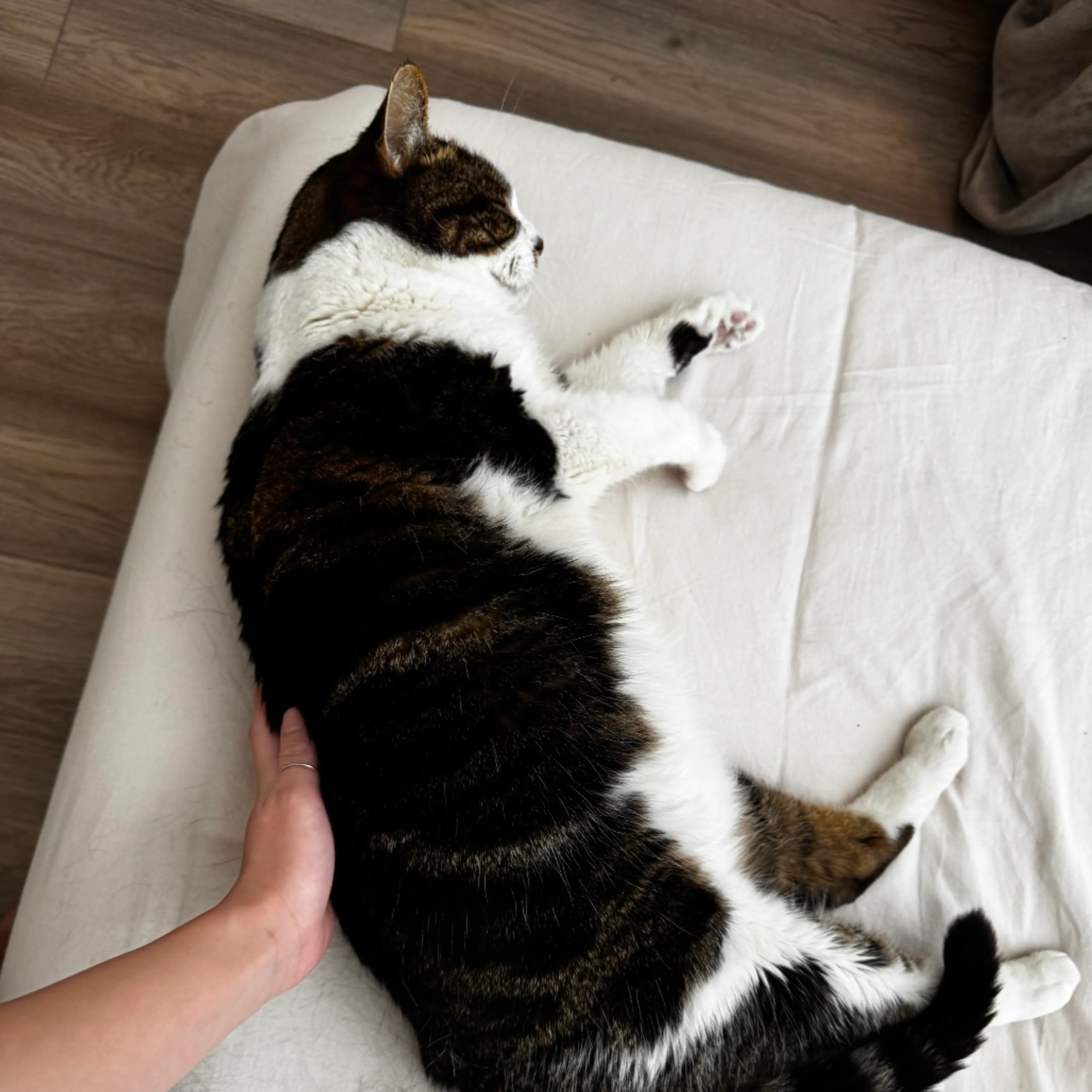 Found pet-10