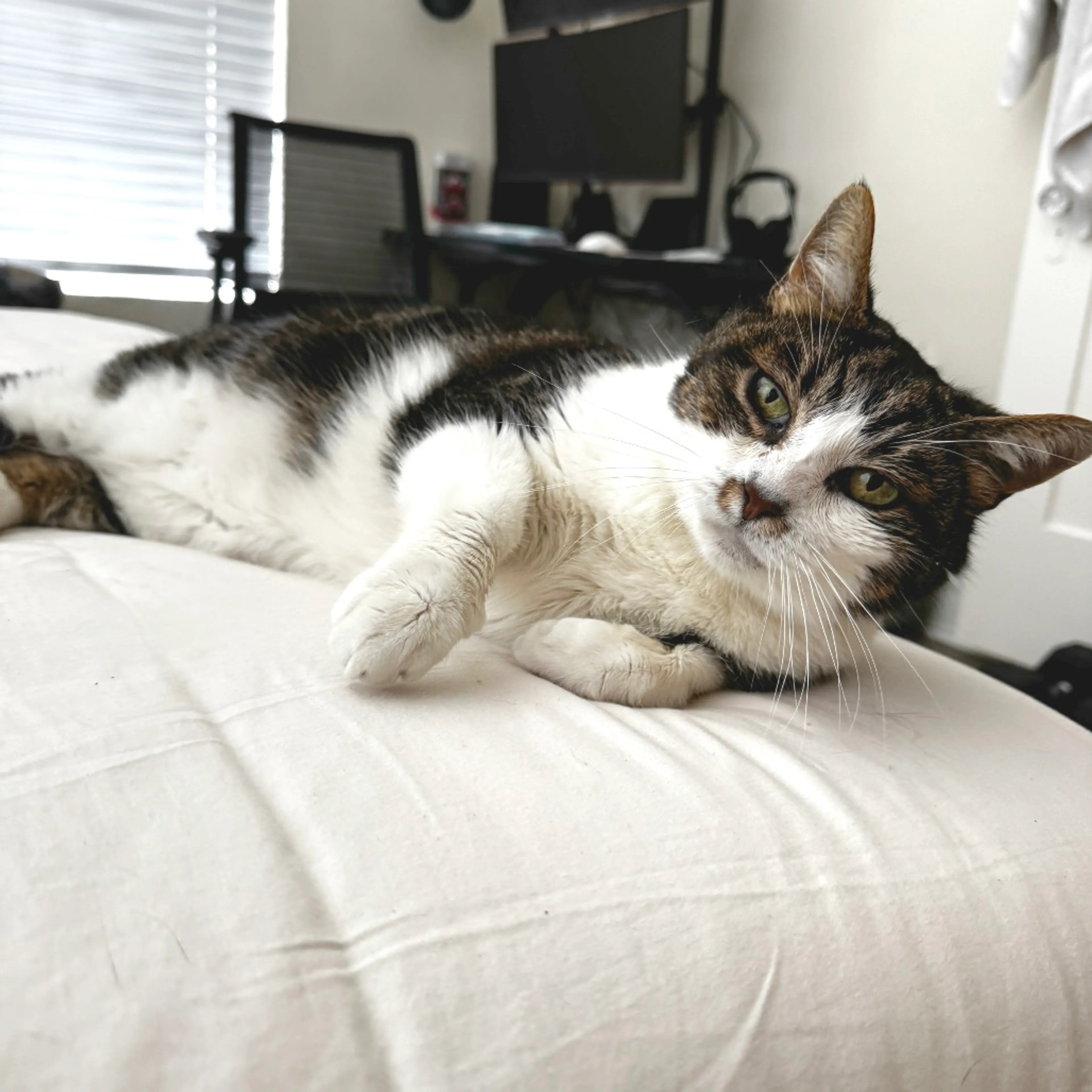 Found pet-0