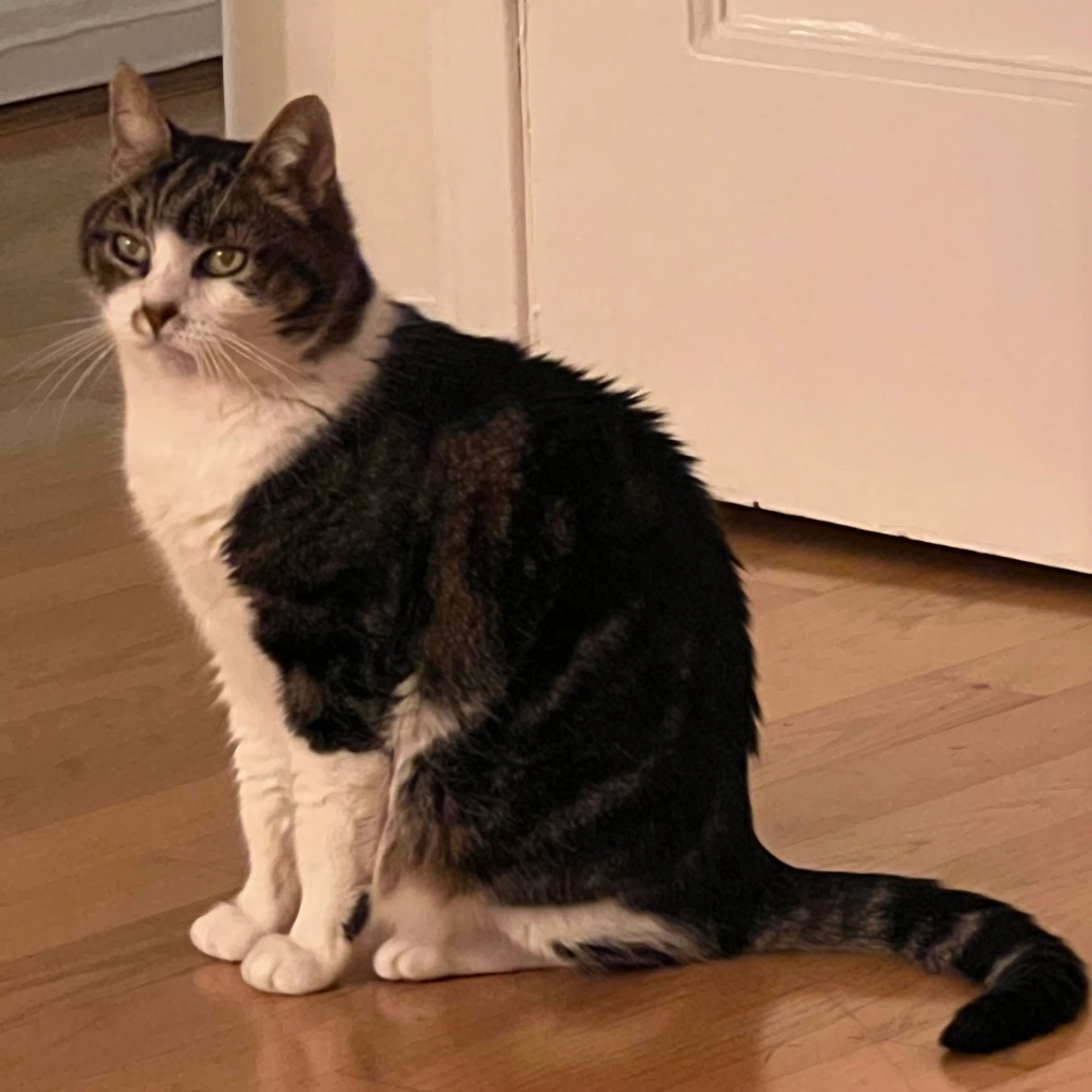 Found pet-9