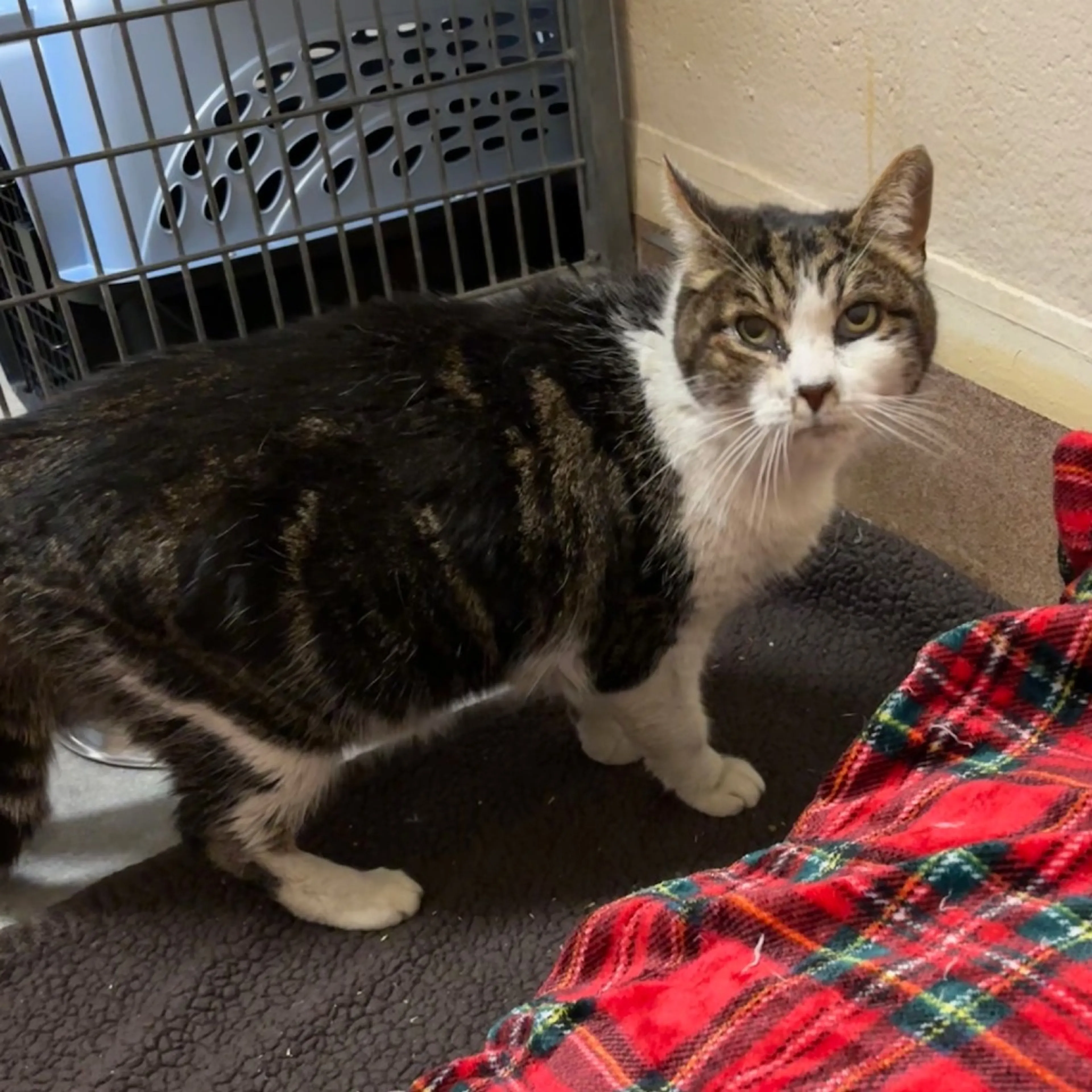 Found pet-4