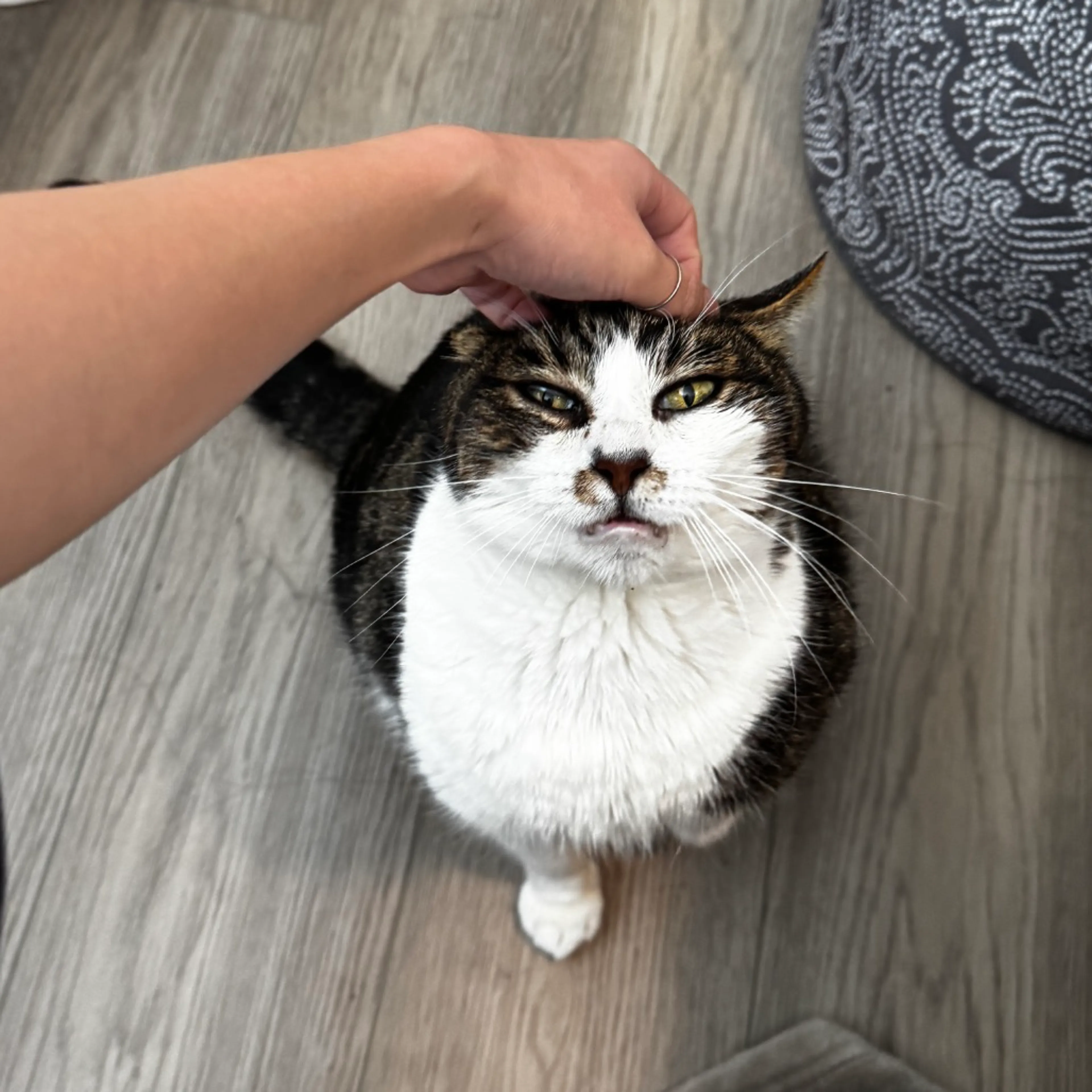 Found pet-11