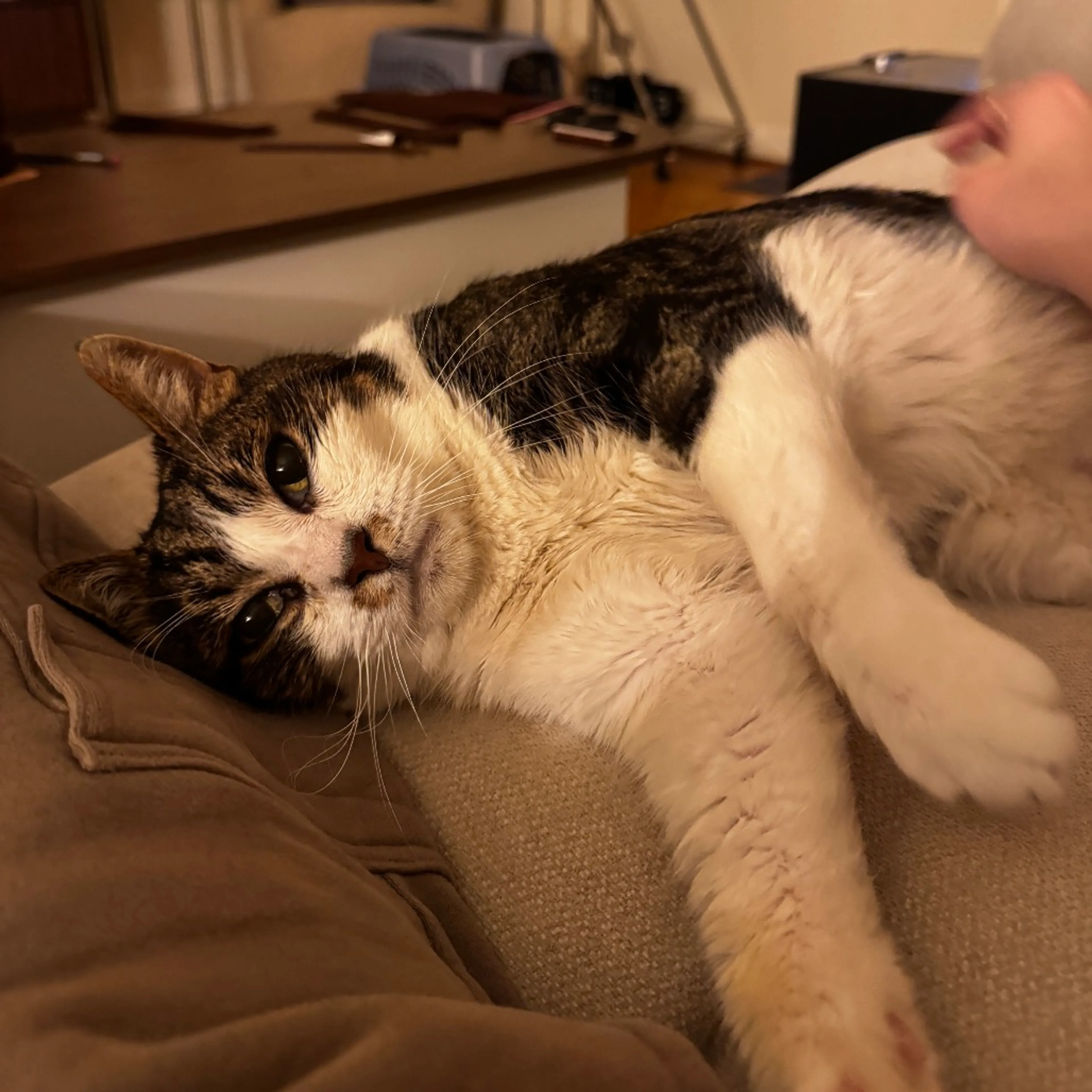 Found pet-12