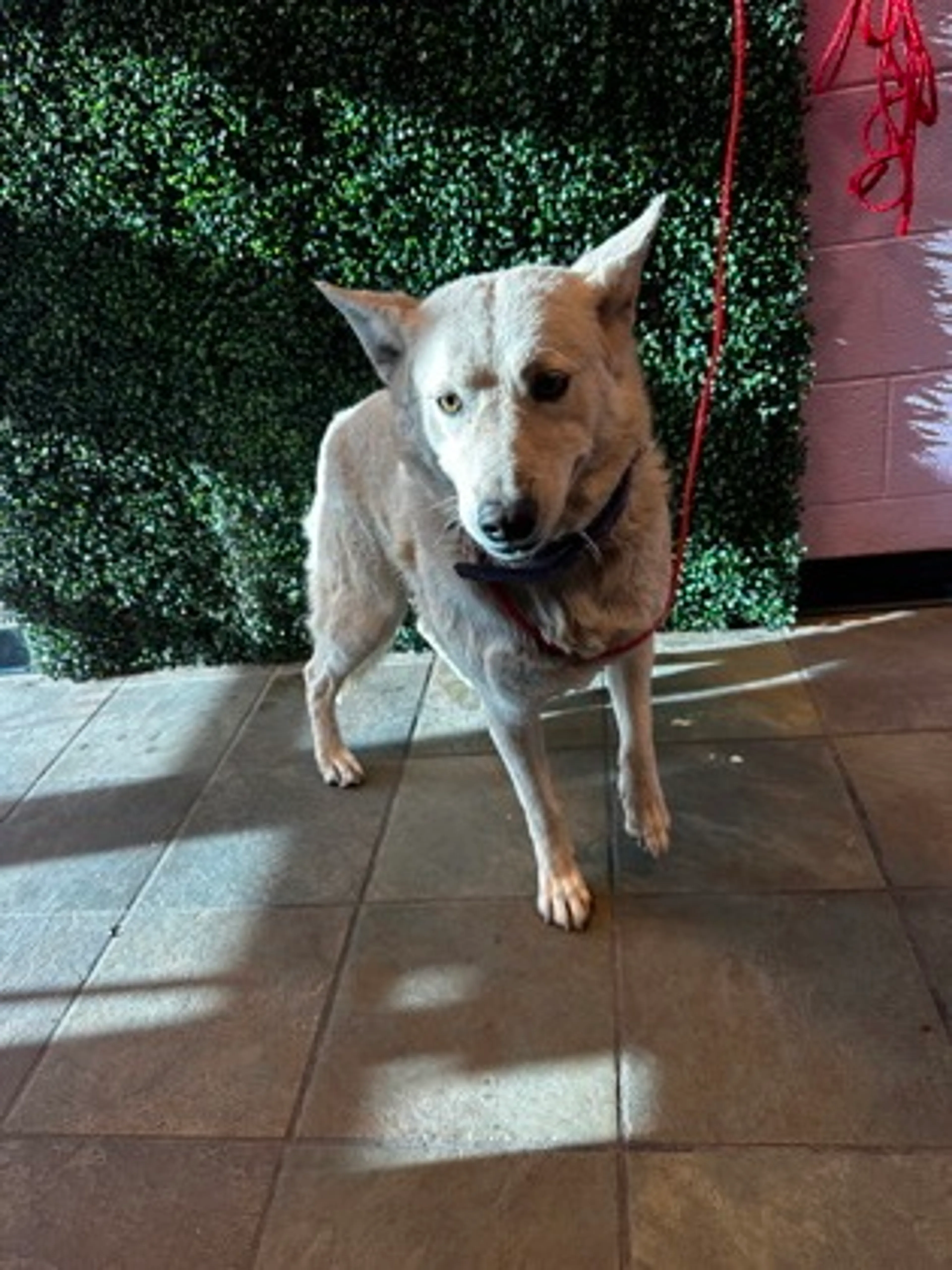 Found pet-1