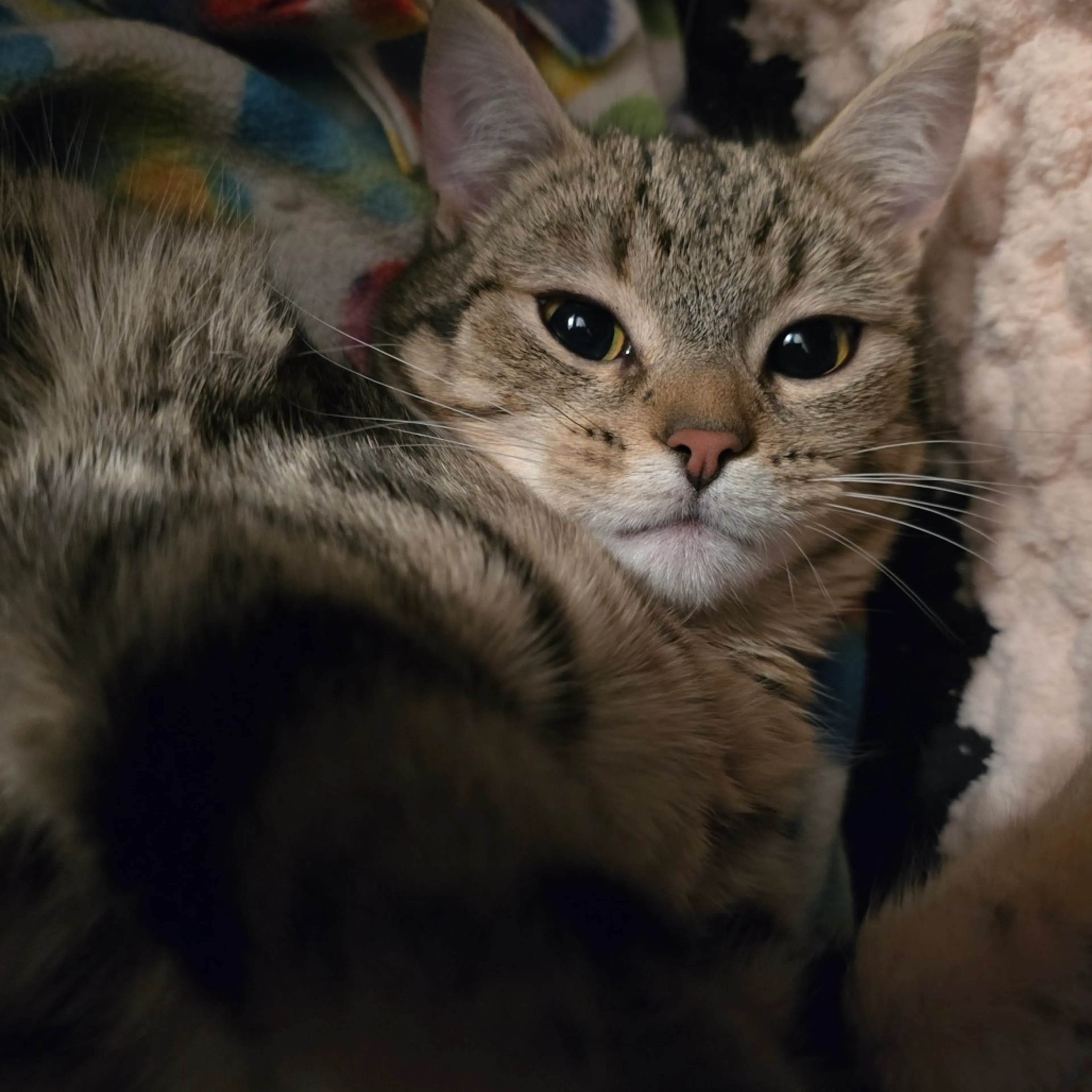 Found pet-1