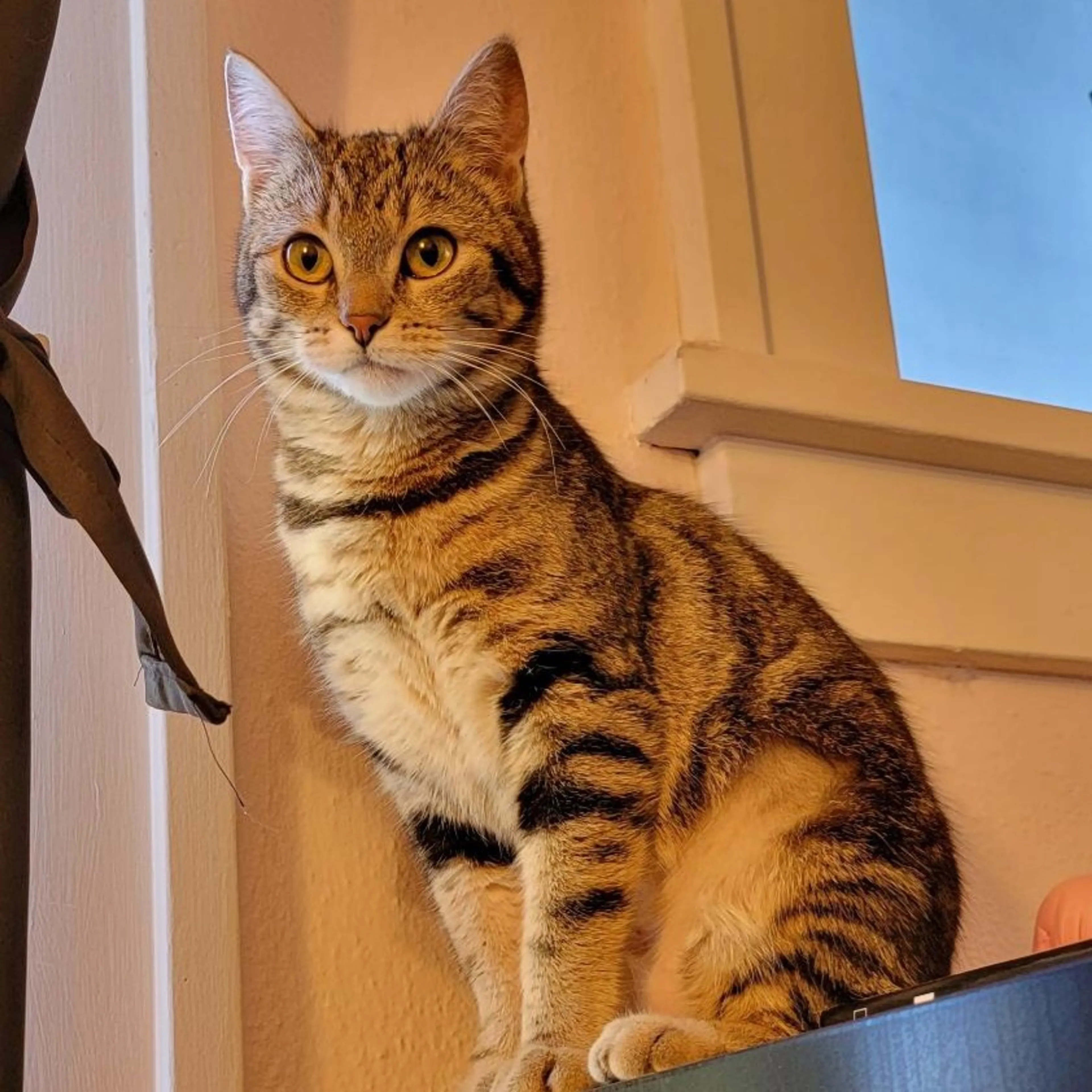 Found pet-2