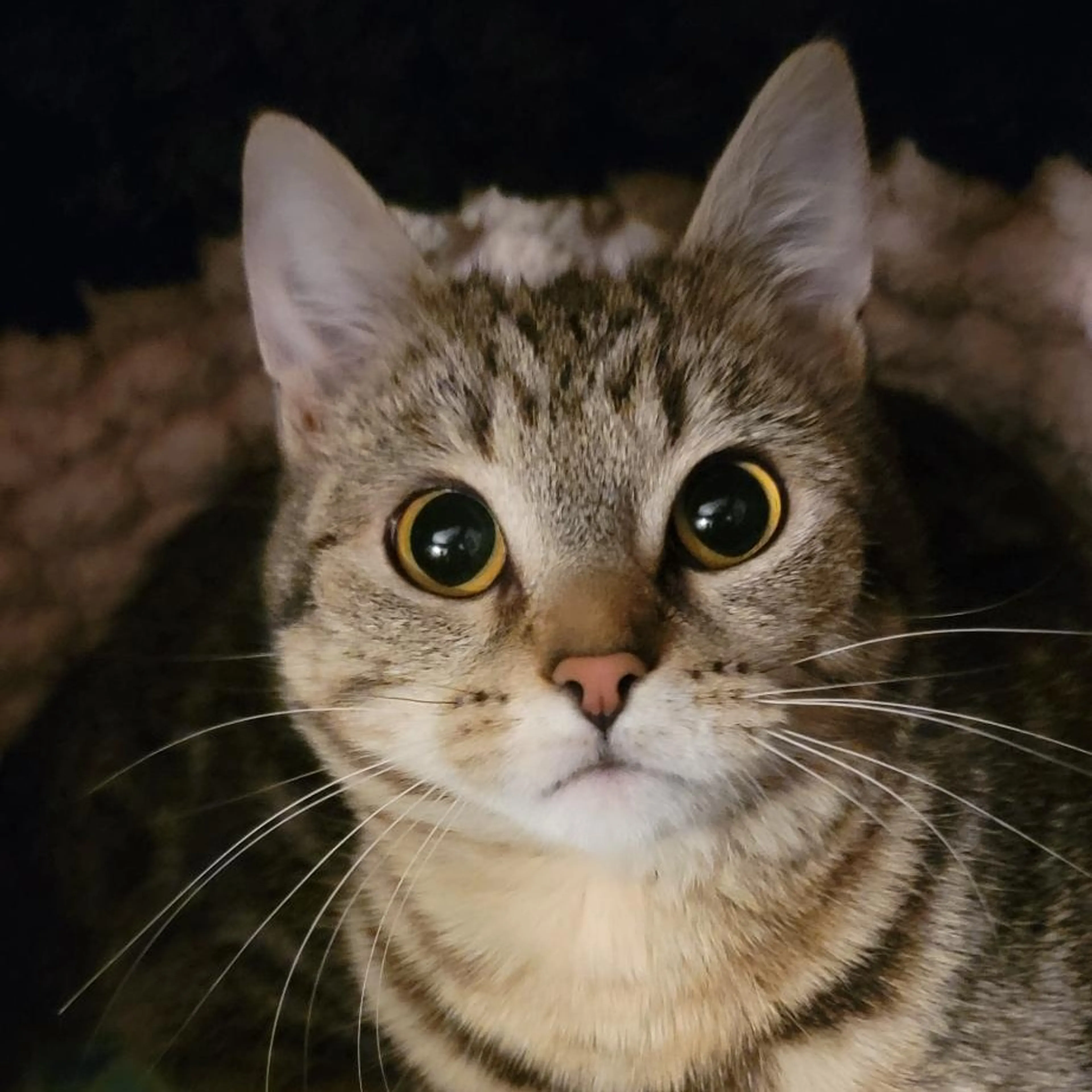 Found pet-0