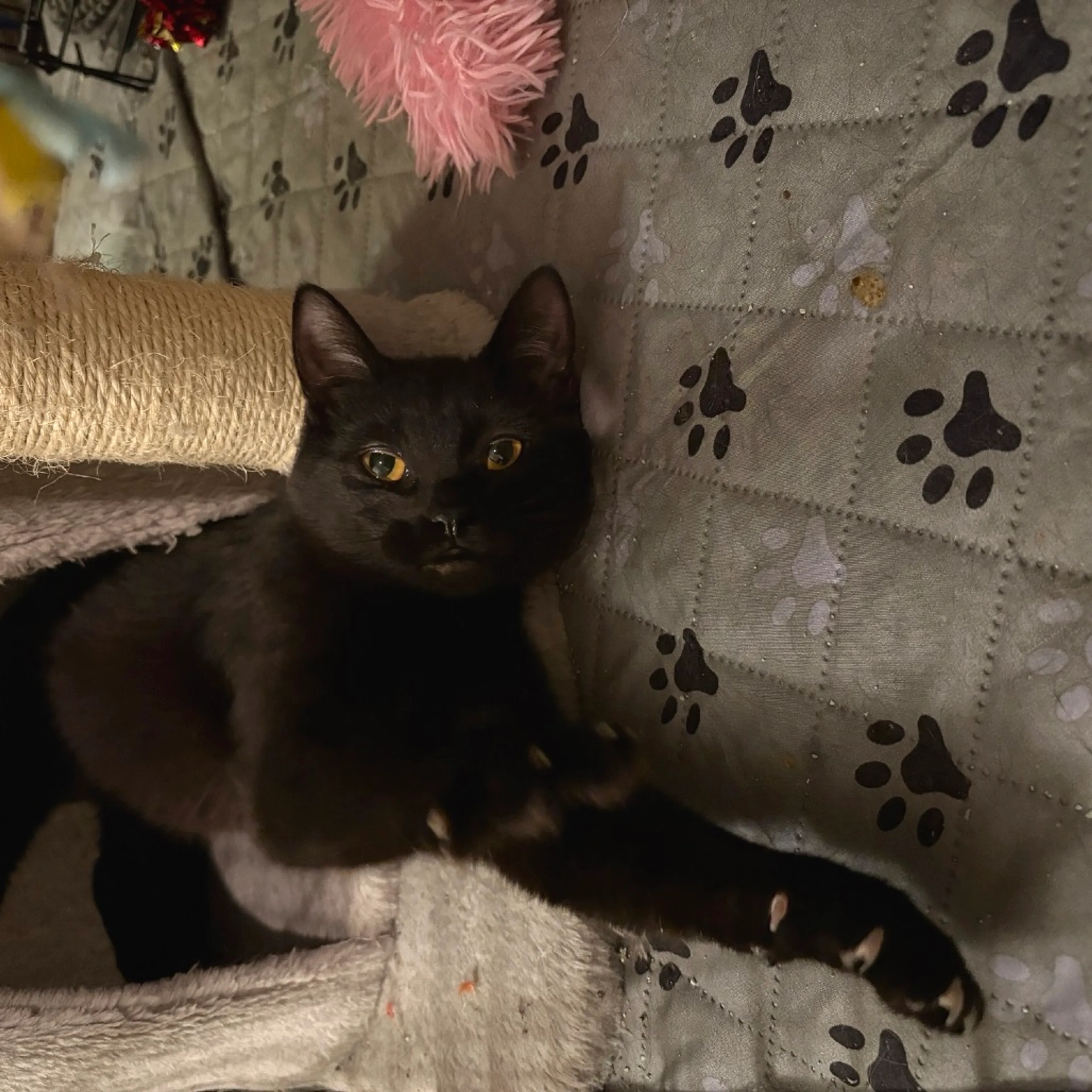 Found pet-1