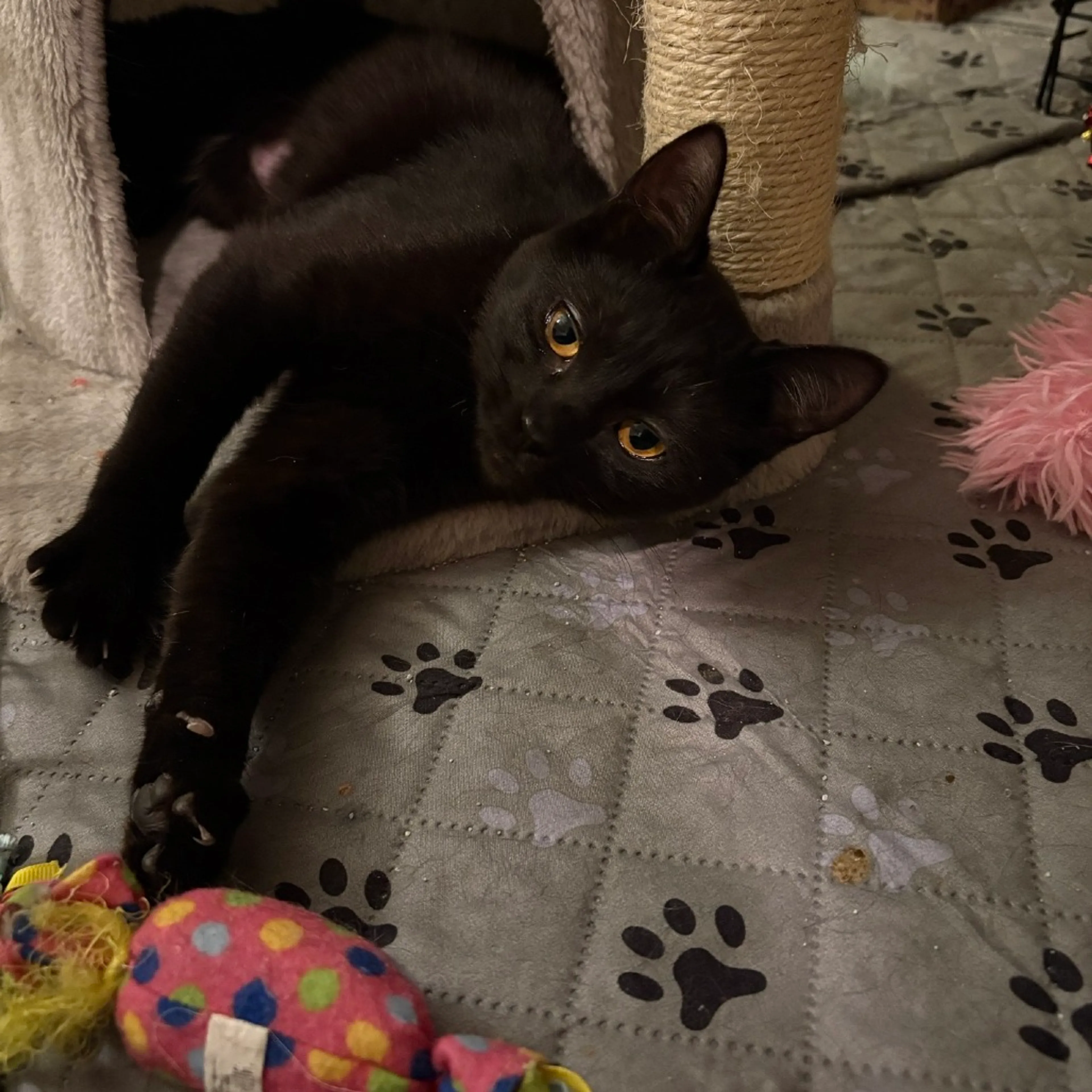 Found pet-0
