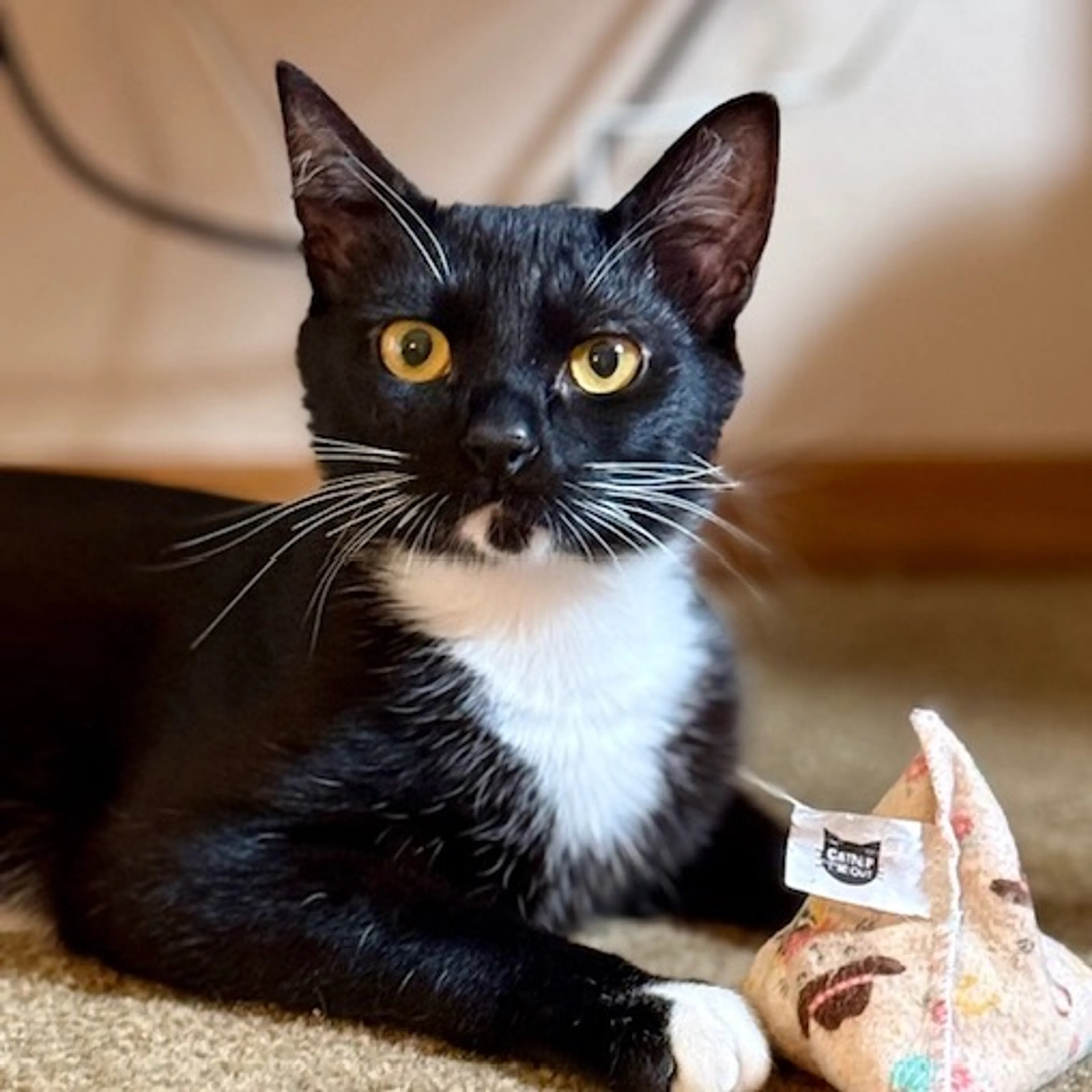 Found pet-0