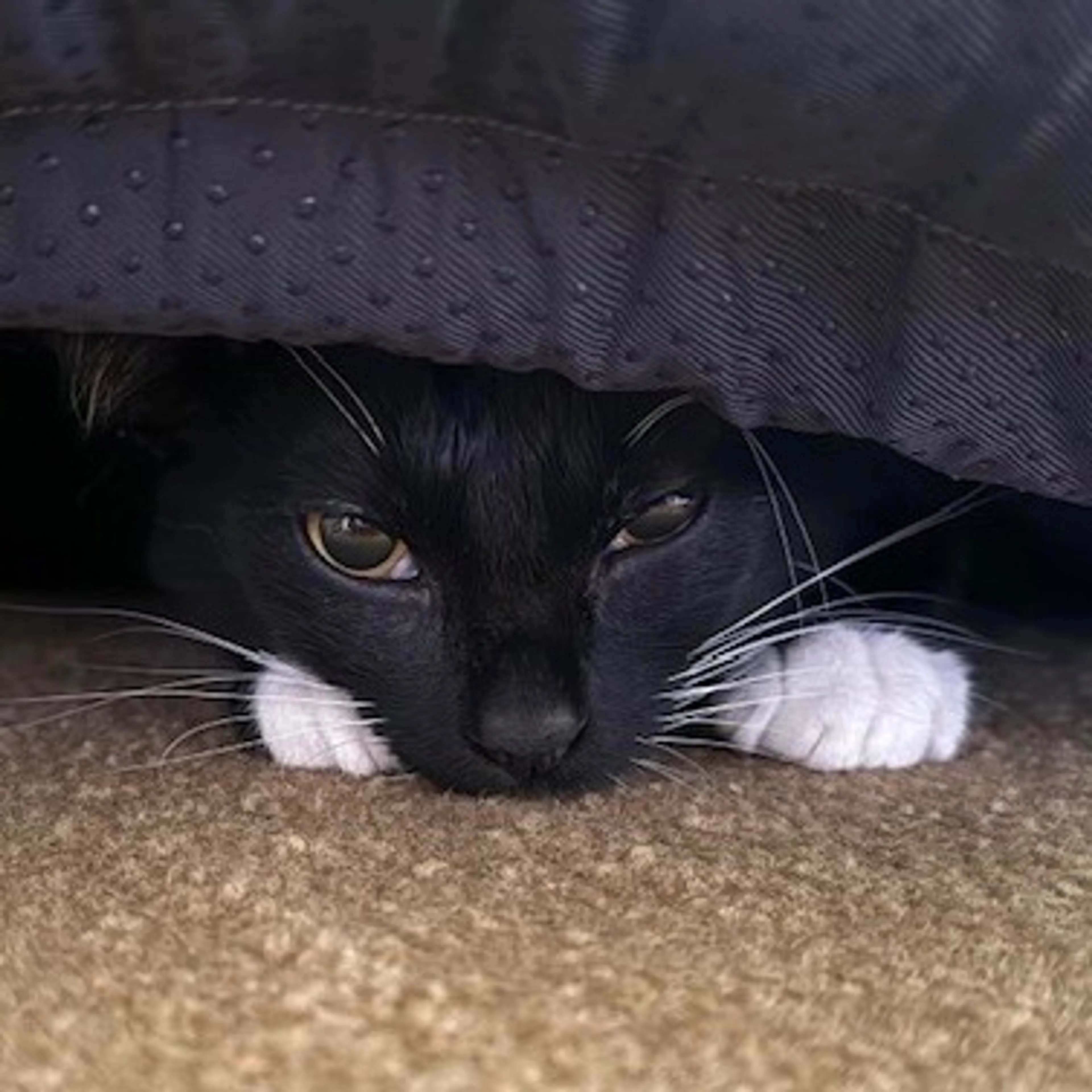 Found pet-1