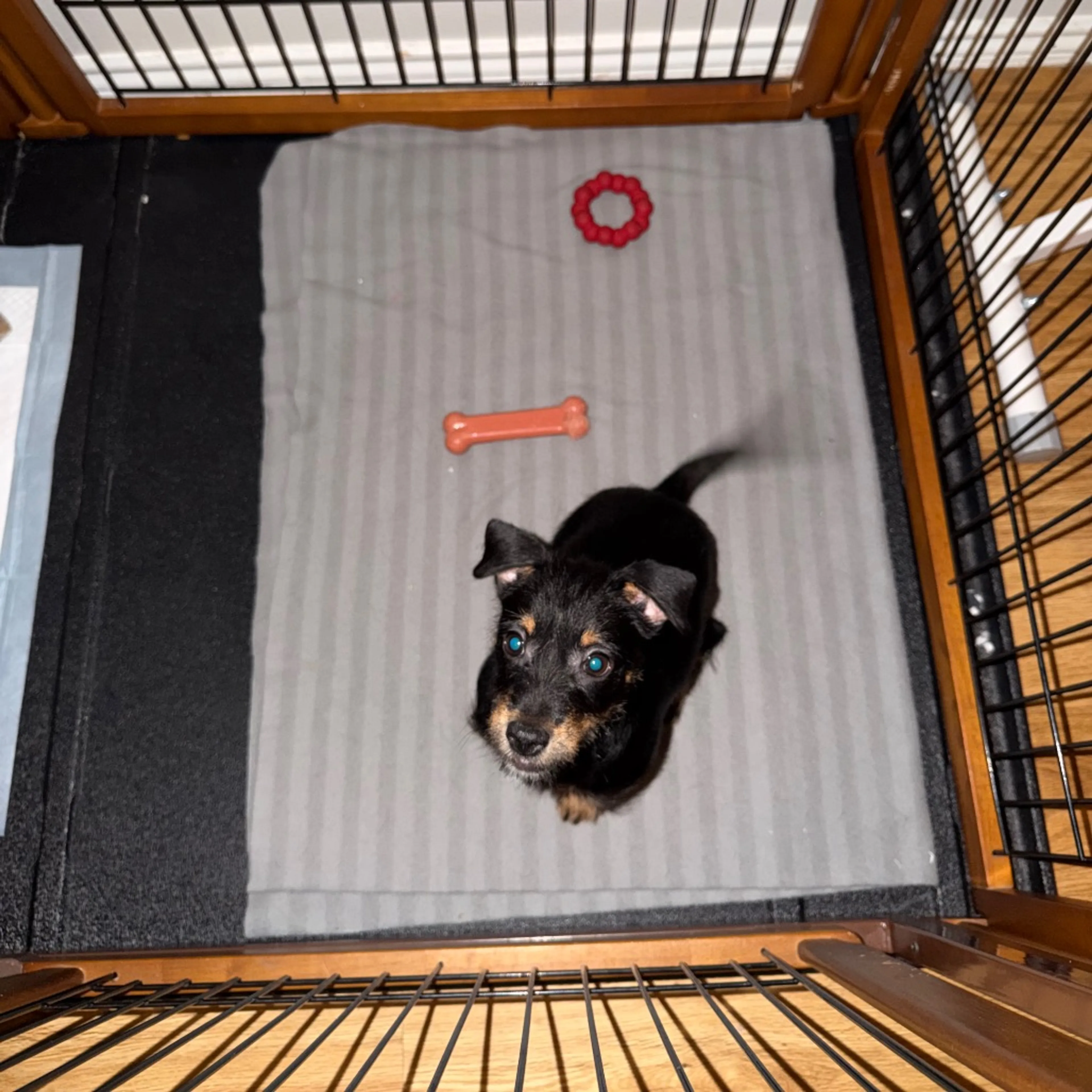 Found pet-2