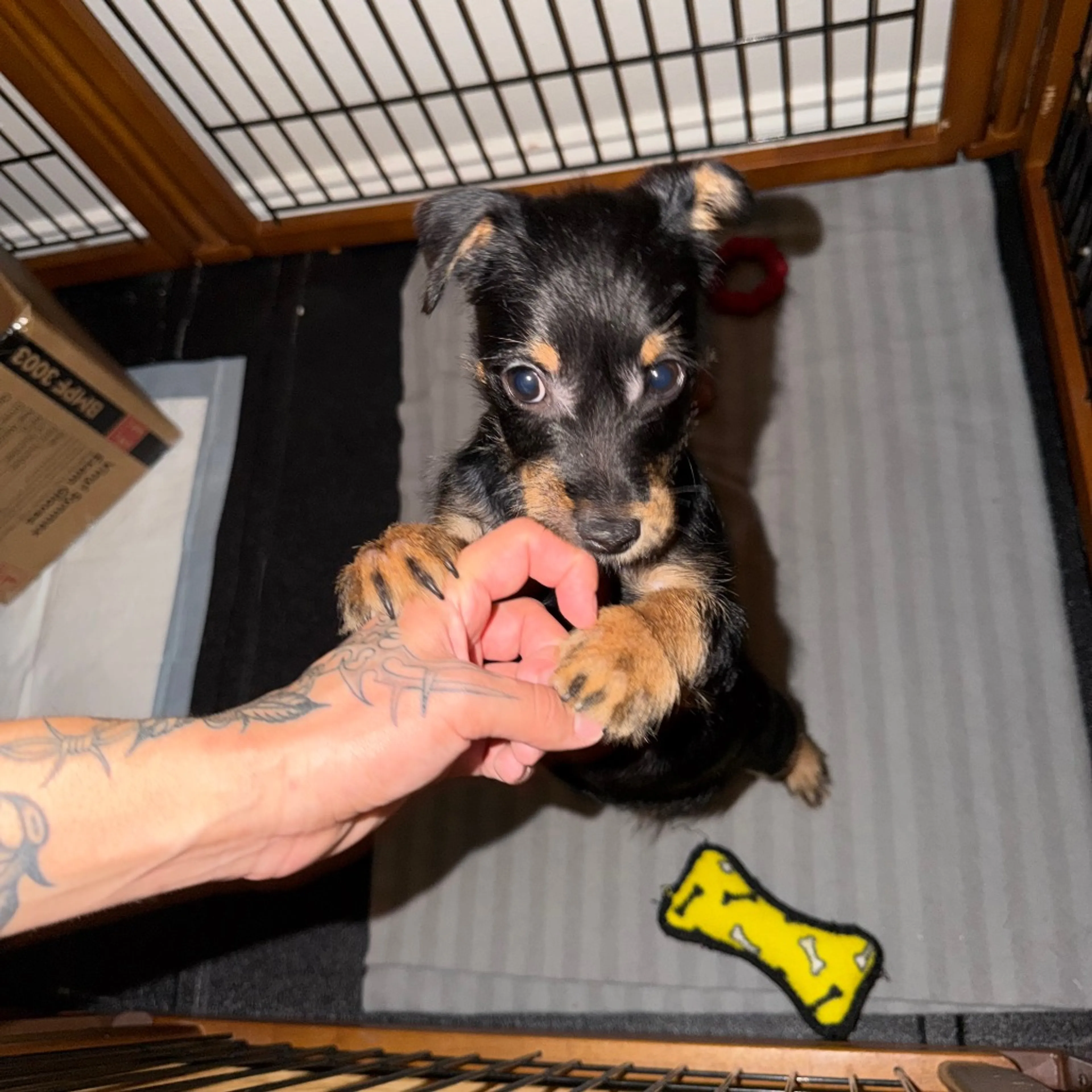Found pet-1
