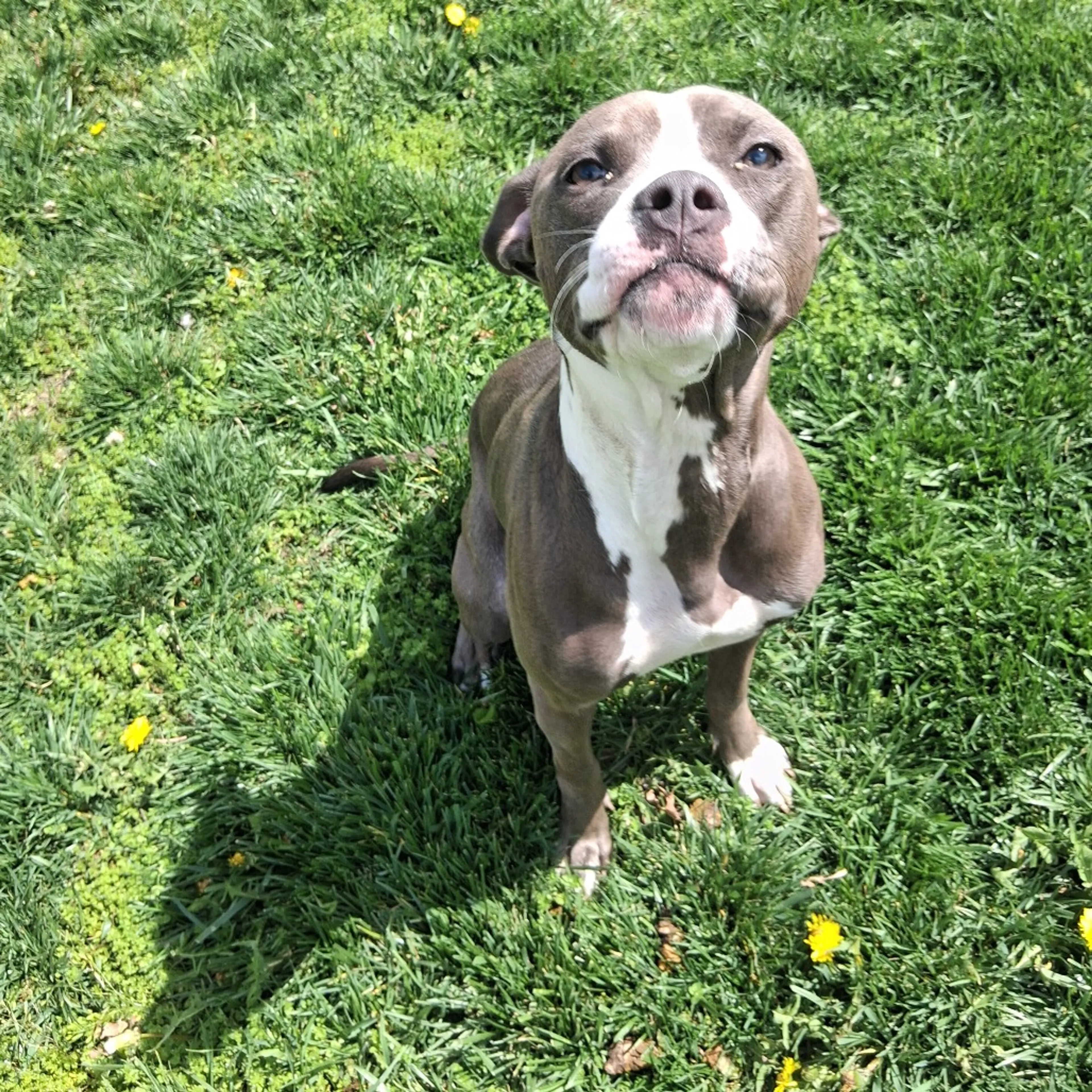 Found pet-2