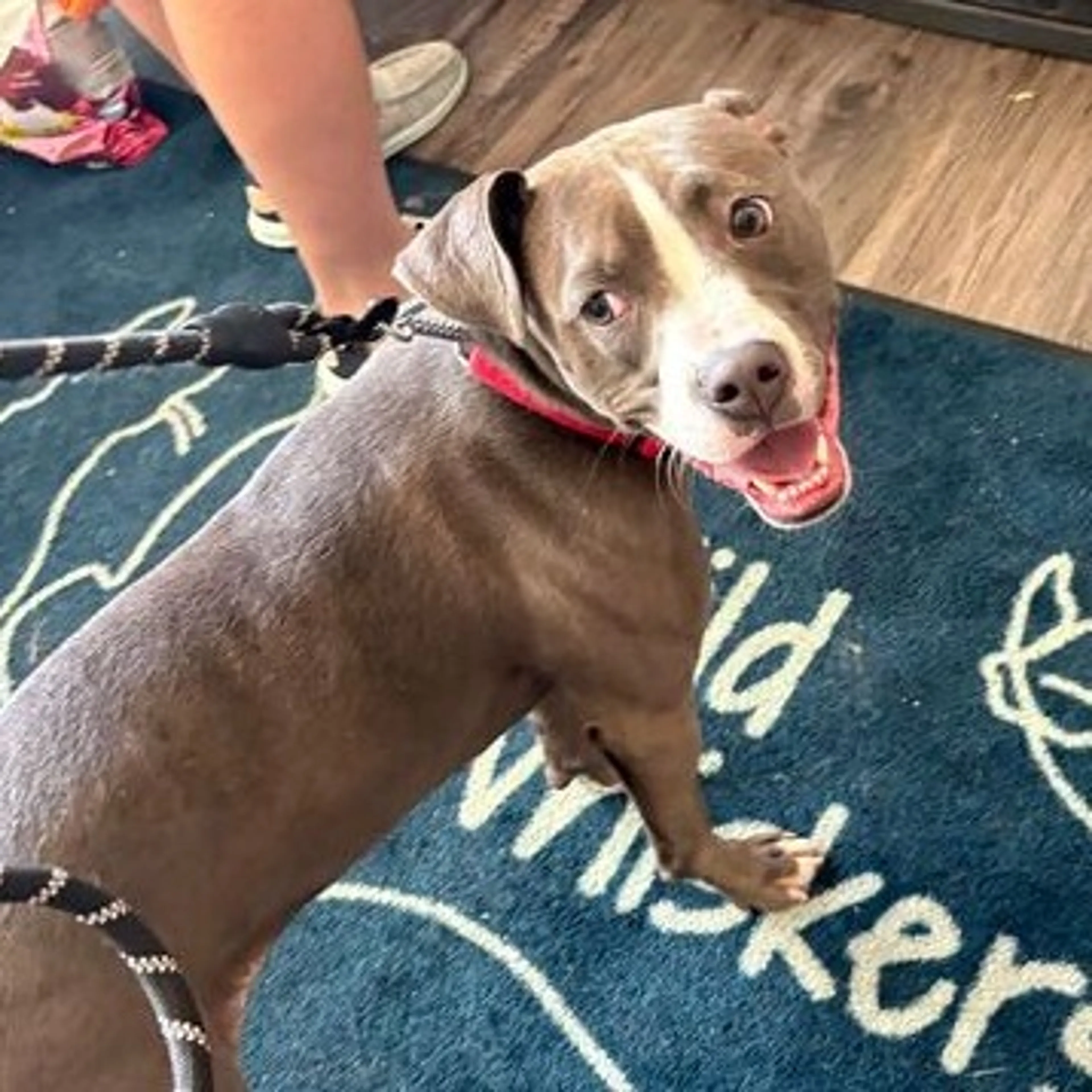Found pet-7