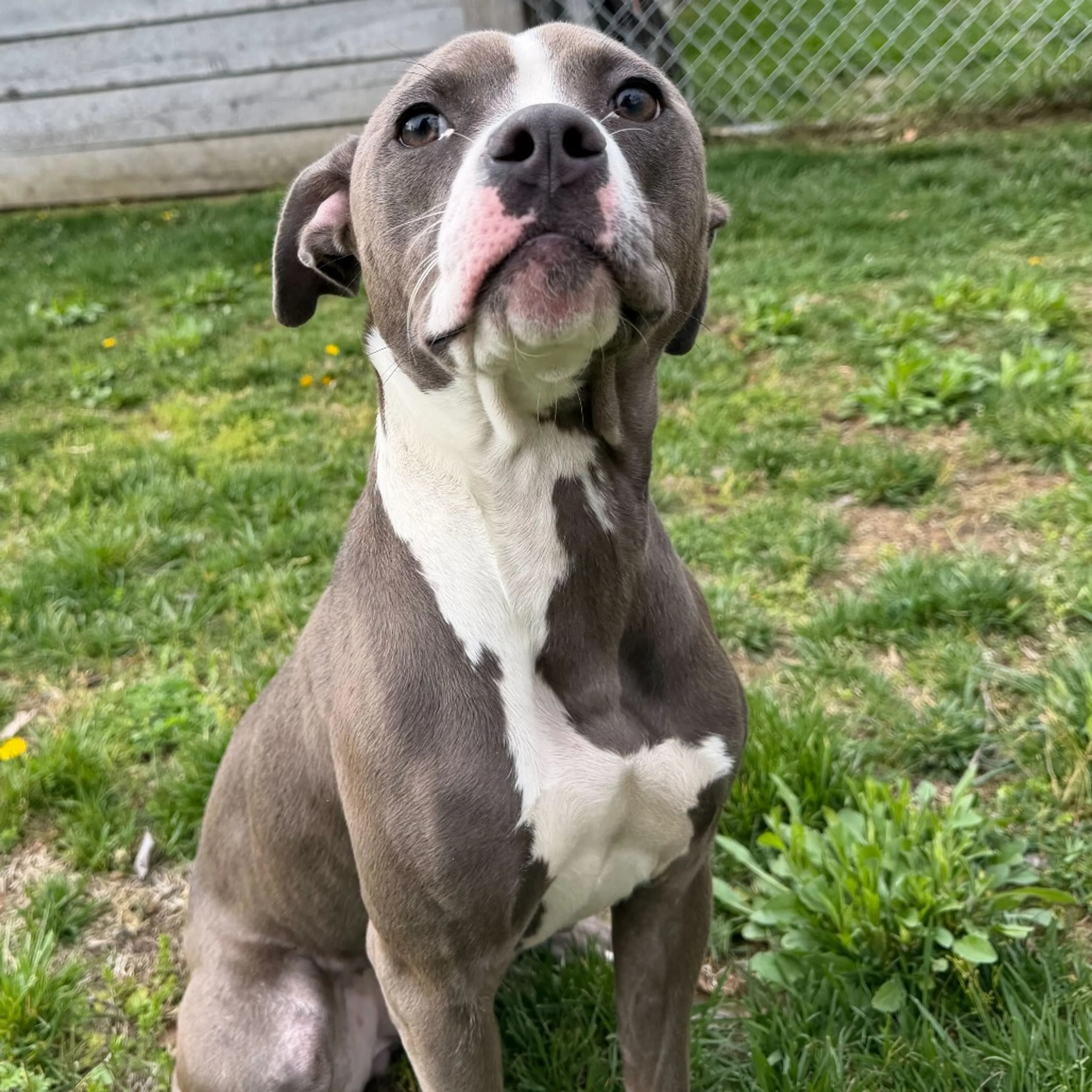 Found pet-4