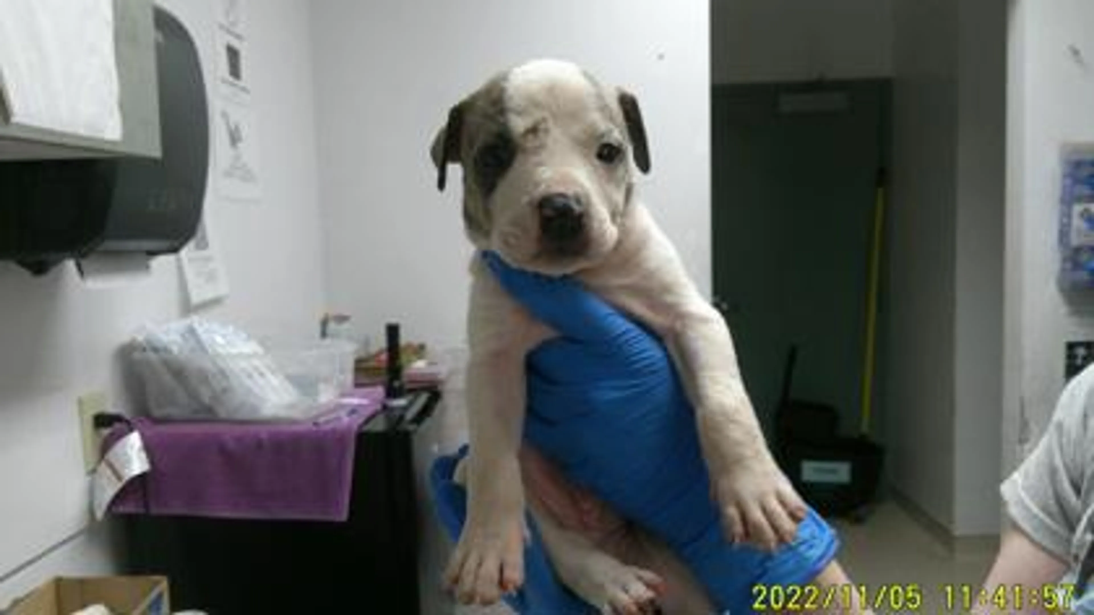 cdn image