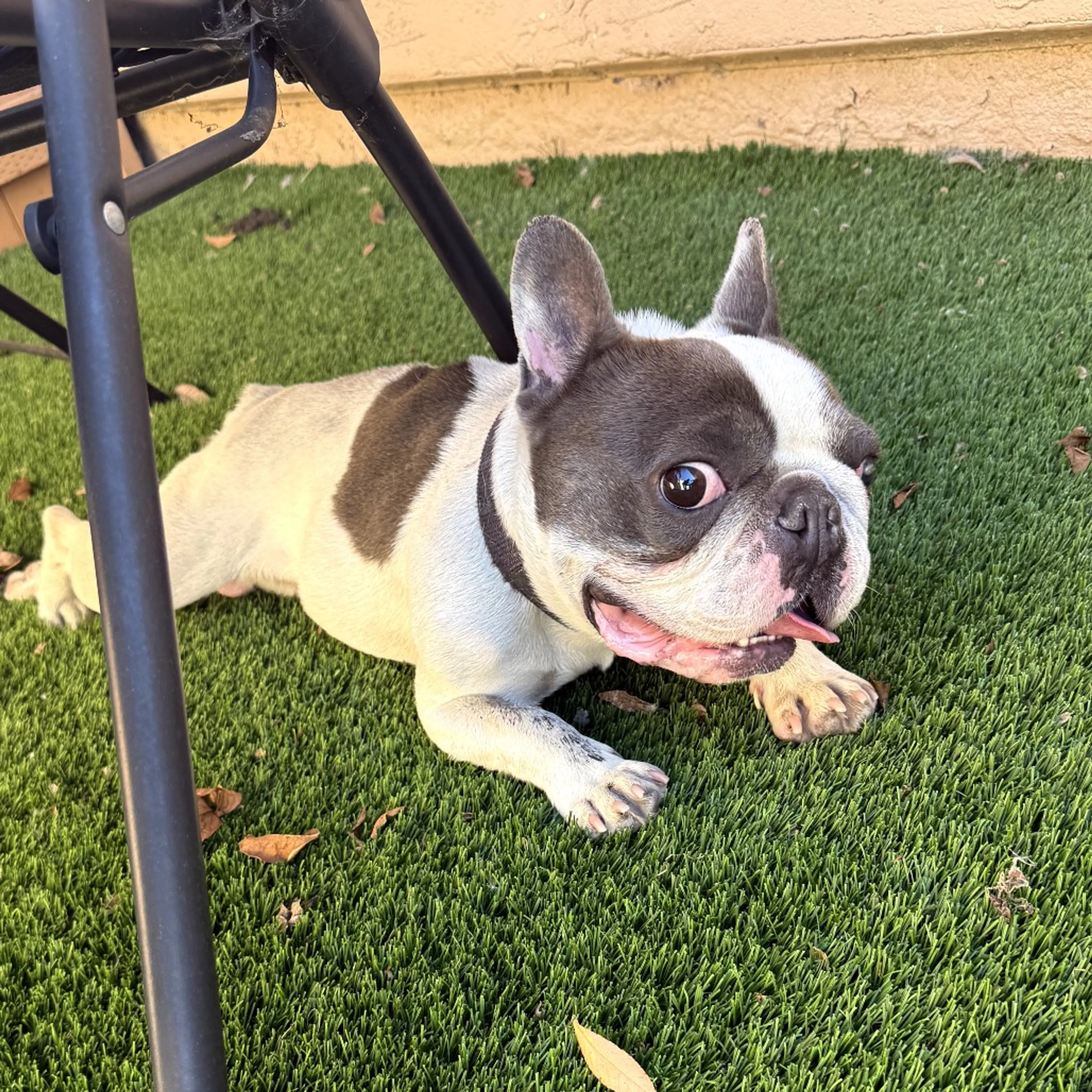 Found pet-1