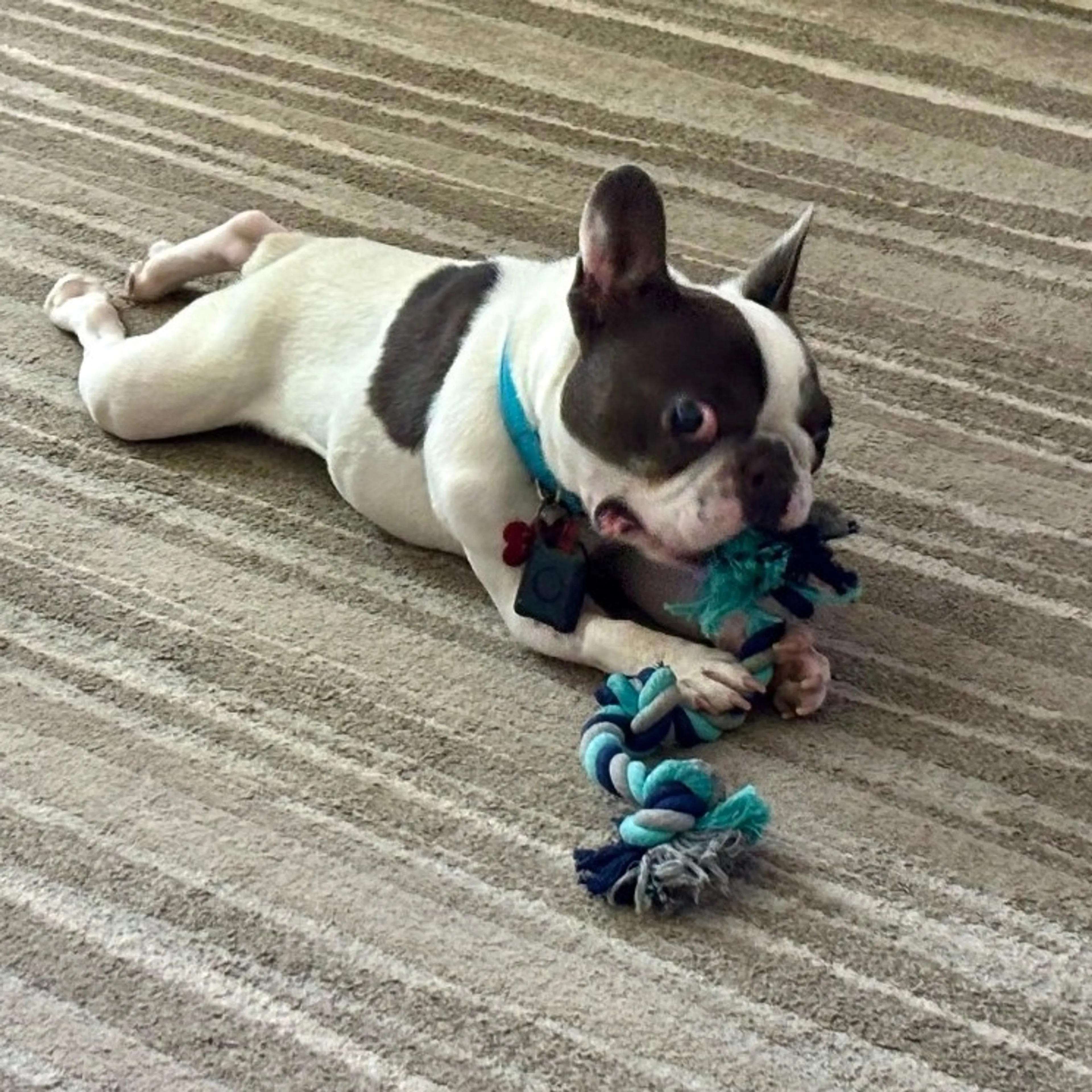 Found pet-6